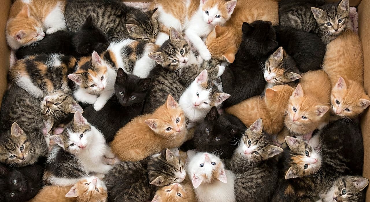 「段ボール箱の中はモフモフの満員電車！？📦 ギュウギュウにくっついて上を見上げるお顔がたまらない💕」An overhead, realistic view of dozens of 6-week-old kittens packed tightly together inside a cardboard box. Some are sleeping while others look up at the camera, sharing warmth in an intimate scene. 段ボール箱の中に隙間なくギュウギュウに詰め込まれて身を寄せ合う、生後6週間ほどの子猫たち。眠っている子や上を見上げている子が入り混じっている様子を真上から捉えたリアルな写真