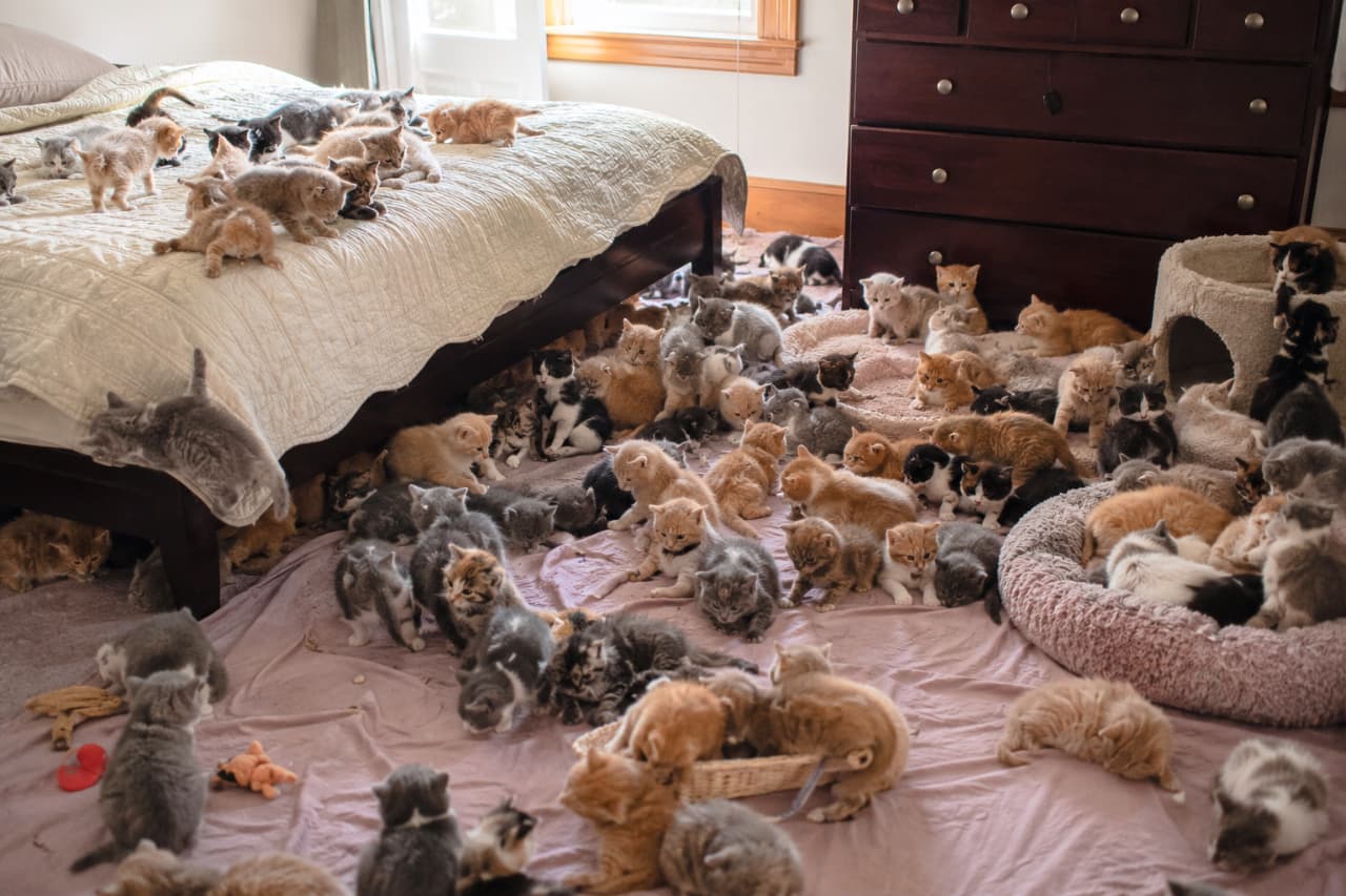 「ここは猫ちゃんの楽園ですか…?🛌🐾ベッドも床も大占拠!ずっと眺めていられる幸せな光景です✨ #猫の楽園 #多頭飼い #子猫大集合 #子猫のいる暮らし #猫好きさんと繋がりたい」Ultra-realistic high-quality photograph of a bedroom completely taken over by a massive group of very young kittens. Shows kittens playing on the quilted bed and resting on a pink blanket on the floor, illuminated by soft natural light from the window. 温かな自然光が差し込むベッドルームを埋め尽くす、数え切れないほどの子猫たちの高品質写真。キルティングのベッドの上でじゃれ合う子、床のピンクのシーツでまどろむキジトラや白黒猫など、生後数週間の小さな命が自由気ままに過ごす様子がリアルに描かれている