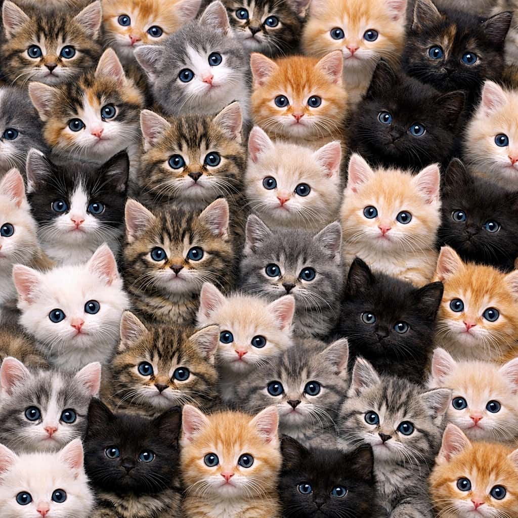 「画面の隅から隅まで子猫のお顔！🐱✨ みんなでこっちをじーっと見つめる、圧倒的モフモフの壁に癒やされる〜💖」A highly detailed, intimately packed image entirely filled with the faces of 6-week-old kittens looking directly at the camera. The frame is overflowing with bright-colored kittens, including ginger, tabby, and white, pressing close together. 画面全体を隙間なく埋め尽くすほど超高密度に密集した、生後6週間ほどの子猫たちの顔。茶トラや白、キジトラなど明るい柄の子猫全員が、一斉に真っ直ぐカメラを見つめている親密な光景