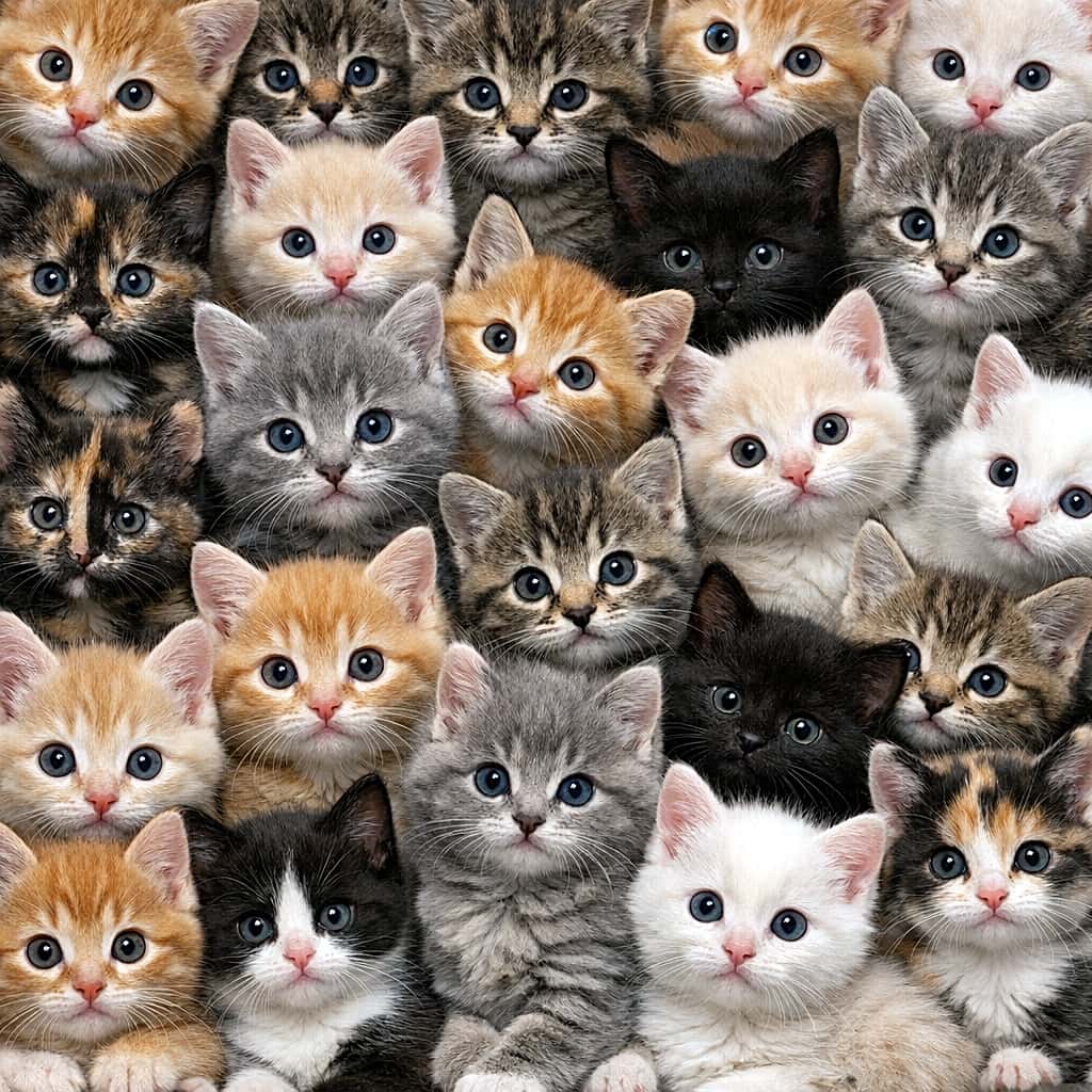 「こちらも画面いっぱいの猫・猫・猫！🐈‍⬛🐾 グレーや黒猫ちゃんも多めのギュウギュウ詰め合わせセット大盛況✨」A tightly framed, high-fidelity image completely filled with the faces of 6-week-old kittens staring at the camera. This intimate scene features a diverse group pressing close together, with prominent gray, black, and ginger kittens. 画面の隅々まで隙間なく密集した生後6週間ほどの子猫たちの顔。明るいトーンの画像に比べ、グレーや黒猫が多く混ざっており、全員がぴったりと寄り添いながらカメラをじっと見つめている