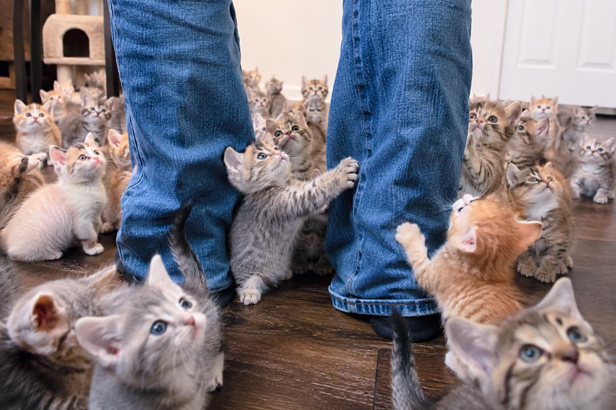 「ここは猫の楽園ですか…?ジーンズにしがみついておねだりする子猫たちに、心もとろけちゃいます🫠🐾」Ultra-realistic high-quality photograph capturing a sea of countless Munchkin kittens gathered around the base of a person's legs in denim jeans. Tabby, orange, cream, and calico kittens crowd the wooden floor, with two central kittens placing their paws on the denim, begging for attention. The shallow depth of field creates a beautiful blur in the distant background. デニムジーンズを履いた足元を囲むように、床一面に広がった数え切れないほどのマンチカン子猫たちの超リアルな高画質写真。床にはキジトラ、茶トラ、三毛、クリーム色の子猫たちがひしめき合い、中央の2匹がジーンズに前足をかけておねだりするように上を見上げています。部屋の奥までたくさんの子猫の姿が続いており、フローリングの質感と浅い被写界深度による背景のボケが美しい奥行き感を生み出しています