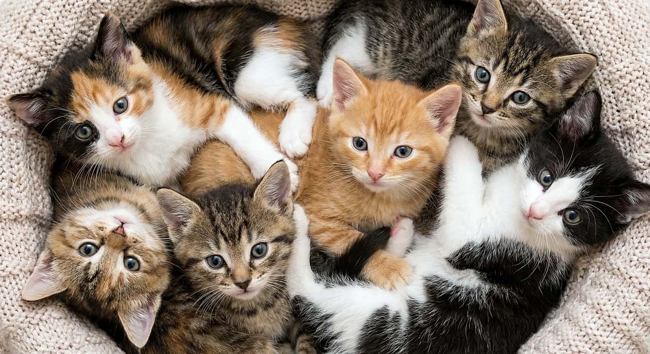 「ニットの毛布でぬくぬく円陣タイム🧶 まん丸に集まってこっちを見上げる瞳にキュンとしちゃう😻」A close-up, intimate realistic scene of six 6-week-old kittens huddled closely together in a circle on a beige knitted blanket. They are sharing warmth, with their cute faces turned up towards the camera. ベージュのざっくりと編まれたニットブランケットの中で、6匹ほどの小さな子猫たちがギュッと身を寄せ合い、円陣を組むように上を見上げている温かく親密な接写写真