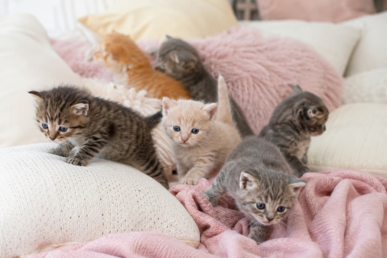 「ふわふわ×ふわふわ=大正義🧸☁️マシュマロみたいな子猫たちとパステル空間の相性は抜群ですね🎀 #ふわふわ猫 #ゆめかわ #子猫パラダイス」Ultra-realistic high-quality photograph of tiny, wobbly kittens crawling on fluffy pink and ivory cushions and blankets. Features cream, tabby, and blue (gray) kittens with innocent blue eyes, perfectly harmonizing with the soft, pastel-colored bedding. ピンクやアイボリーのふわふわとしたクッションやブランケットの上を、よちよちと歩く生後数週間の小さな子猫たちの高品質写真。淡いクリーム色、キジトラ、ブルー(グレー)の子猫たちが持つ、あどけないブルーの瞳や、柔らかいテクスチャーの寝具との優しい調和が美しい一枚