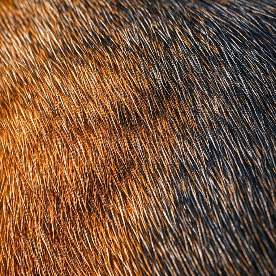 Macro close-up of a ruddy Abyssinian cat’s back fur showing detailed agouti ticking with rust-to-black color shifts under sunlight. 日差しを浴びて赤茶色から黒へと移ろう、ルディ・アビシニアンの背中の毛並みを写したマクロ接写