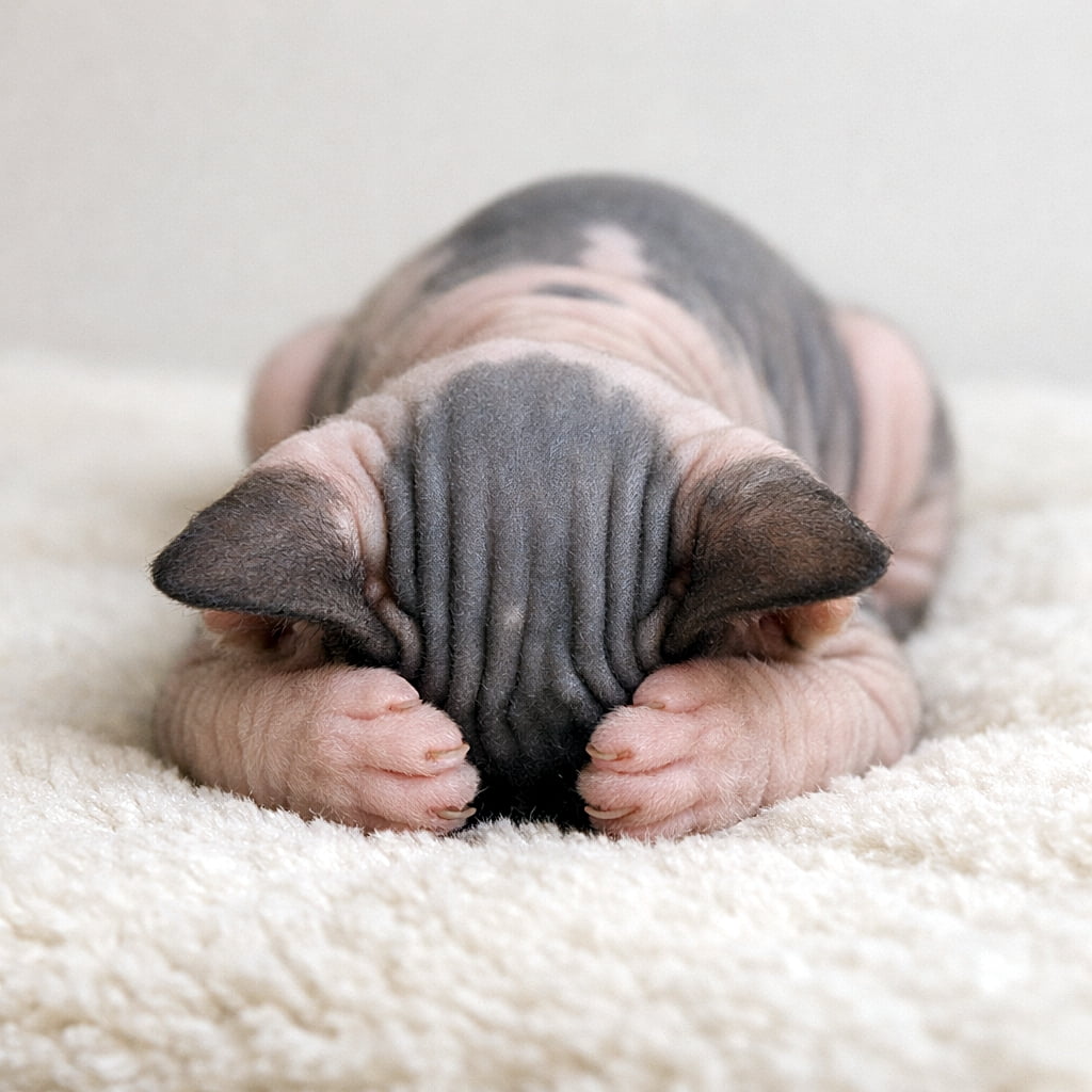 「ブランケットの上で全力の「ごめん寝」！顔をすっぽり隠して眠るスフィンクスの子猫。まるで「ごめんなさい…でも眠いのです」と言っているみたいで、思わず笑顔になる一枚🐾」A 6-week-old Sphynx kitten sleeping in the classic Japanese “gomen-ne” pose on a soft blanket, with its head pressed down and paws covering its head, photorealistic. 柔らかいブランケットの上で、頭を押し付けて前足で顔を隠す「ごめん寝」ポーズで眠る6週齢のスフィンクス子猫
