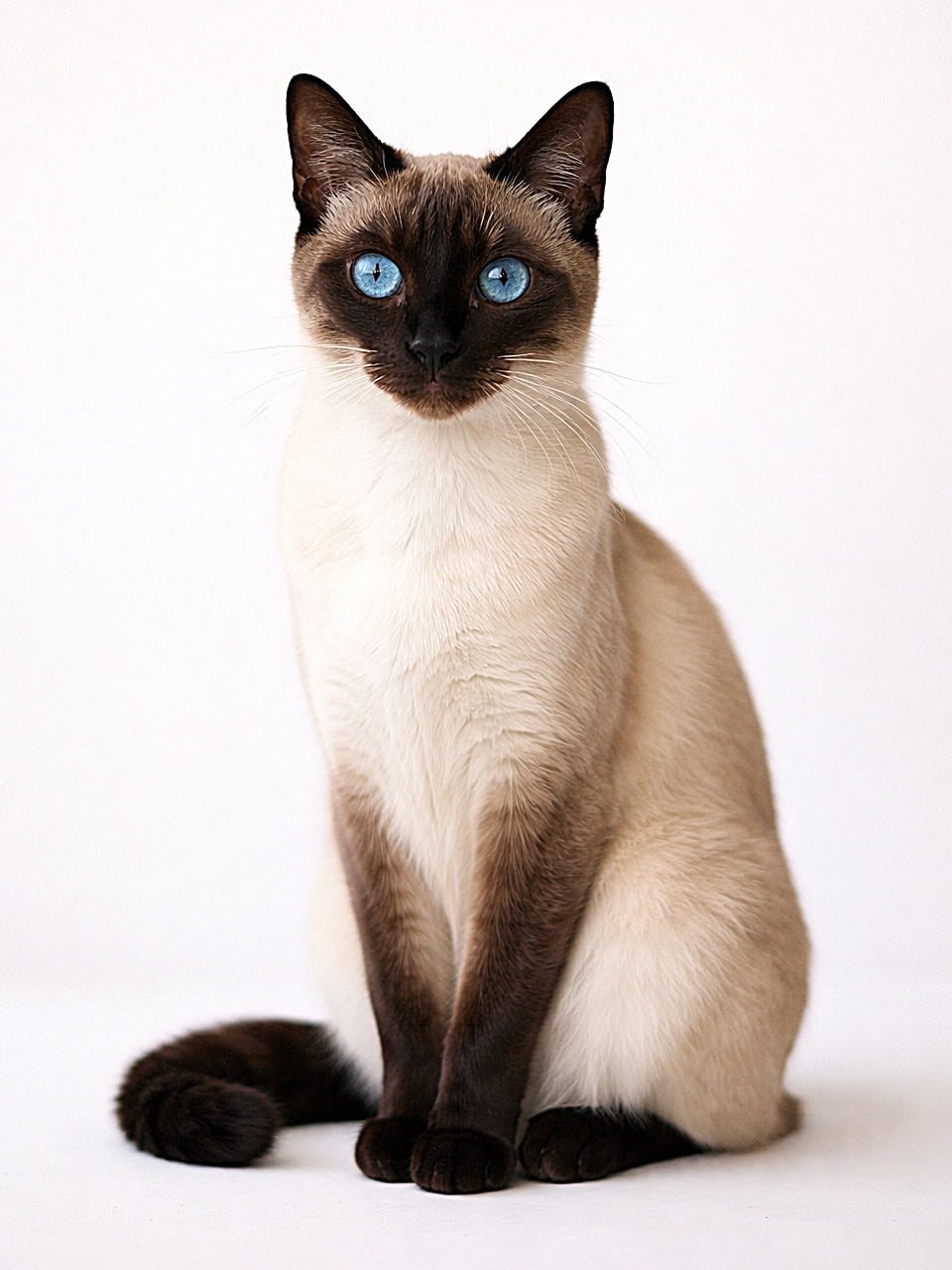 「吸い込まれそうなブルーの瞳とスマートなシルエット。気品たっぷりのシャム猫が、静かなスタジオでモデルのようにポーズ!✨」Photorealistic Siamese cat with classic point coloration and piercing blue eyes, sitting elegantly against a clean background with soft lighting. クラシックポイントの毛色と鮮やかな青い目を持つシャム猫が、やわらかな光の中でシンプルな背景に優雅に座るフォトリアル画像