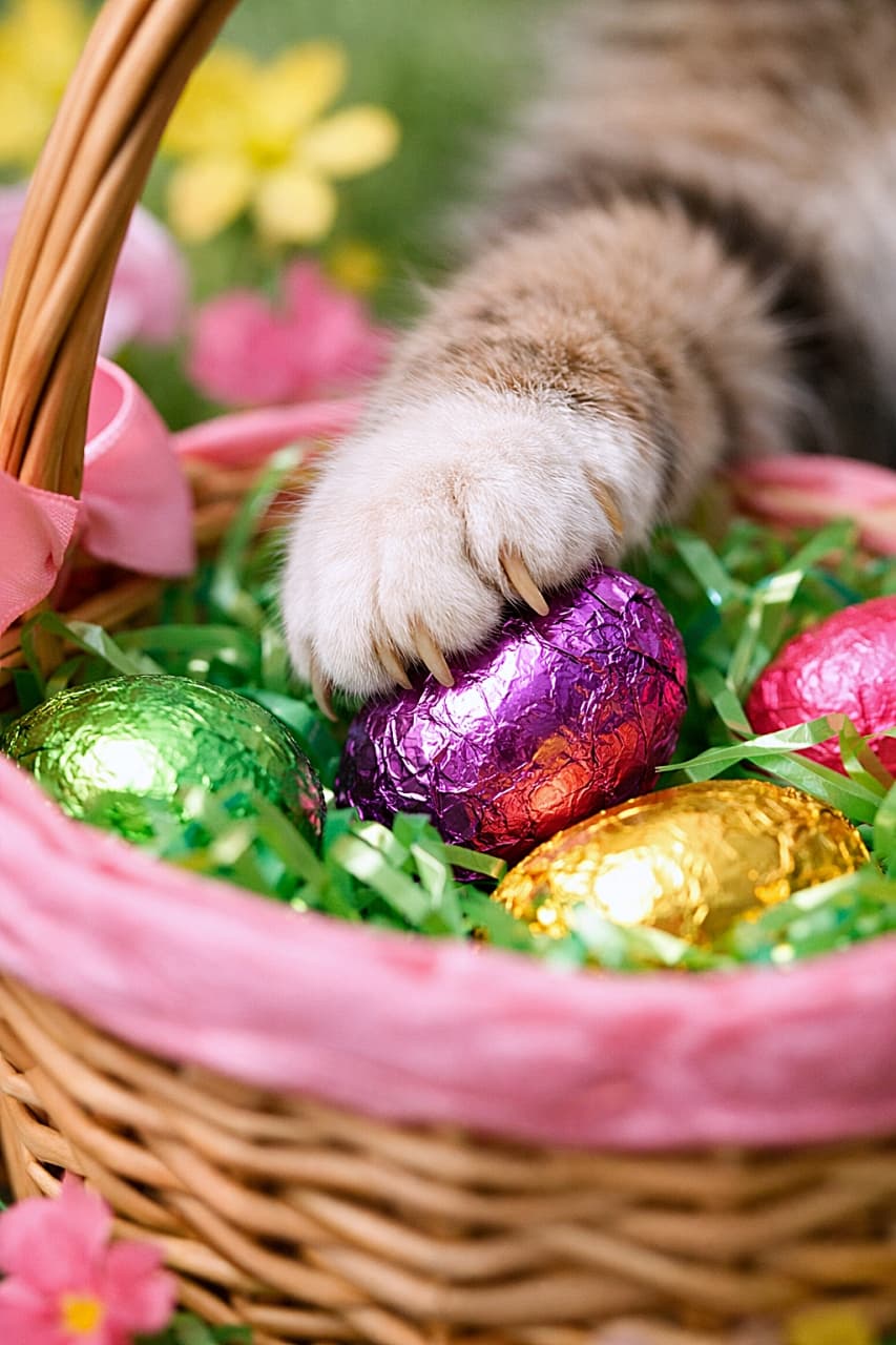 「イースターバスケットからキラキラの卵をこっそり拝借！？
犯人はこのふわふわの前足。春のいたずら作戦、まさかの現行犯です🐾🥚」Close-up of a cat’s paw secretly grabbing a shiny foil-wrapped Easter egg from a colorful Easter basket, playful and mischievous spring scene. カラフルなイースターバスケットから、猫の前足がこっそりホイル包装のイースターエッグをつかむクローズアップ