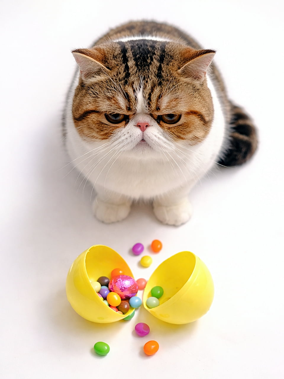 「「え、これもう割れてるじゃん…」とでも言いたげな顔のエキゾチックさん。カラフルなお菓子より、なぜか不満げな表情が主役のイースターのひとコマ🐣🐱」Grumpy Exotic Shorthair cat looking down at a cracked plastic Easter egg filled with colorful candies, top-down view with bright lighting, humorous scene. 割れたプラスチックのイースターエッグとカラフルなお菓子を見下ろして不機嫌そうな表情をするエキゾチックショートヘアの猫（俯瞰・明るいライティング）