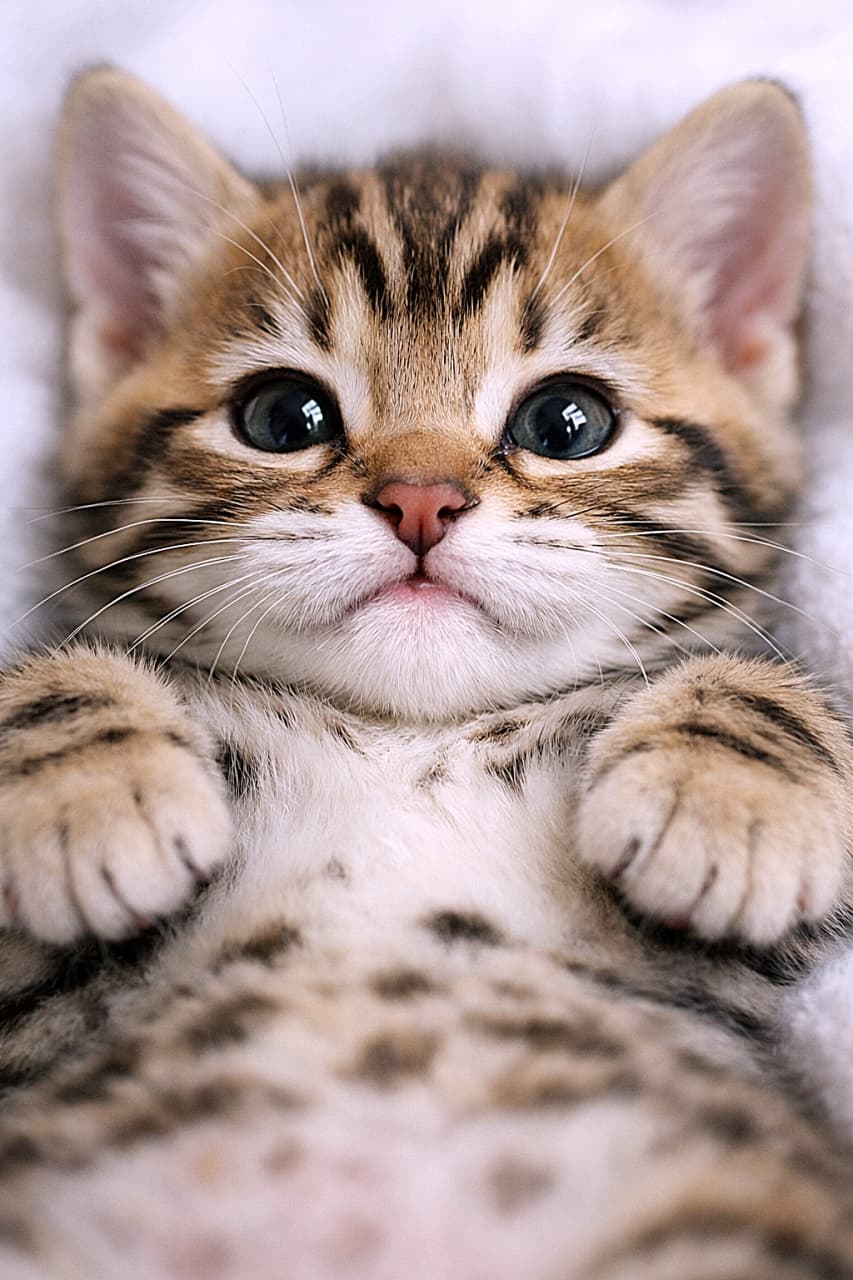 「お腹を見せてごろーん♪ふわふわのヒゲと「ω」口がたまらないベンガル子猫です！」Close-up of an 8-week-old Bengal kitten lying on its back, showing puffy whisker pads and a cute 'W'-shaped mouth. 背中でリラックスする生後8週のベンガル子猫。ふっくらしたヒゲと「ω」型の口元が可愛い