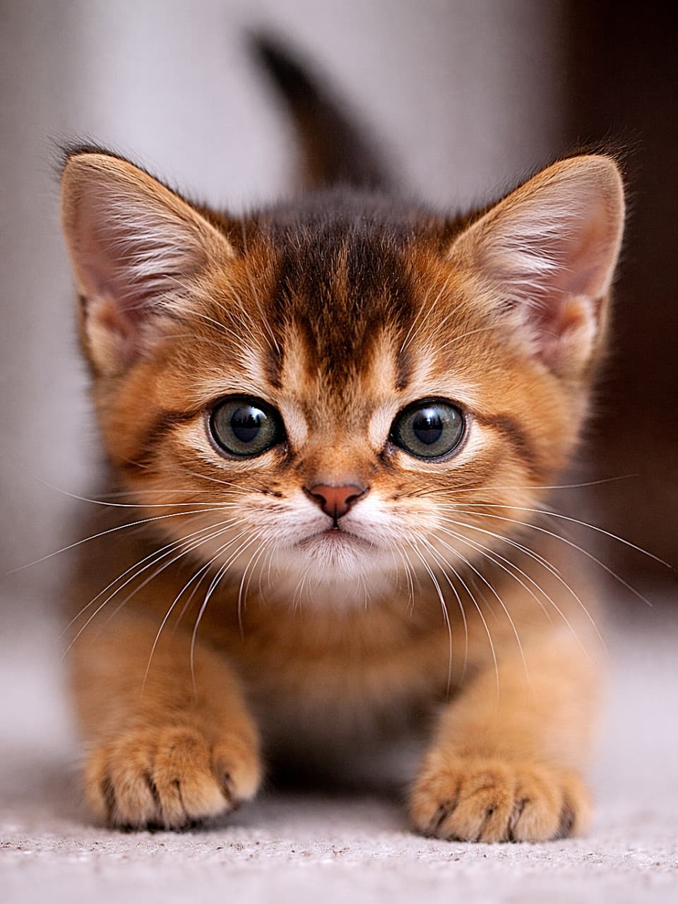 「今にもジャンプ！真剣すぎるお顔なのに、この「ω口」は反則級のかわいさ。思わずツンツンしたくなる瞬間をキャッチ！🐾✨」A photorealistic close-up of a tiny Abyssinian kitten in a pouncing stance, staring straight ahead with prominent puffy whisker pads and a determined 'w' shaped pouty mouth. 飛びかかる姿勢の小さなアビシニアン子猫を捉えたフォトリアルな接写。ふっくらしたひげ袋と、決意を感じる「ω」口が印象的