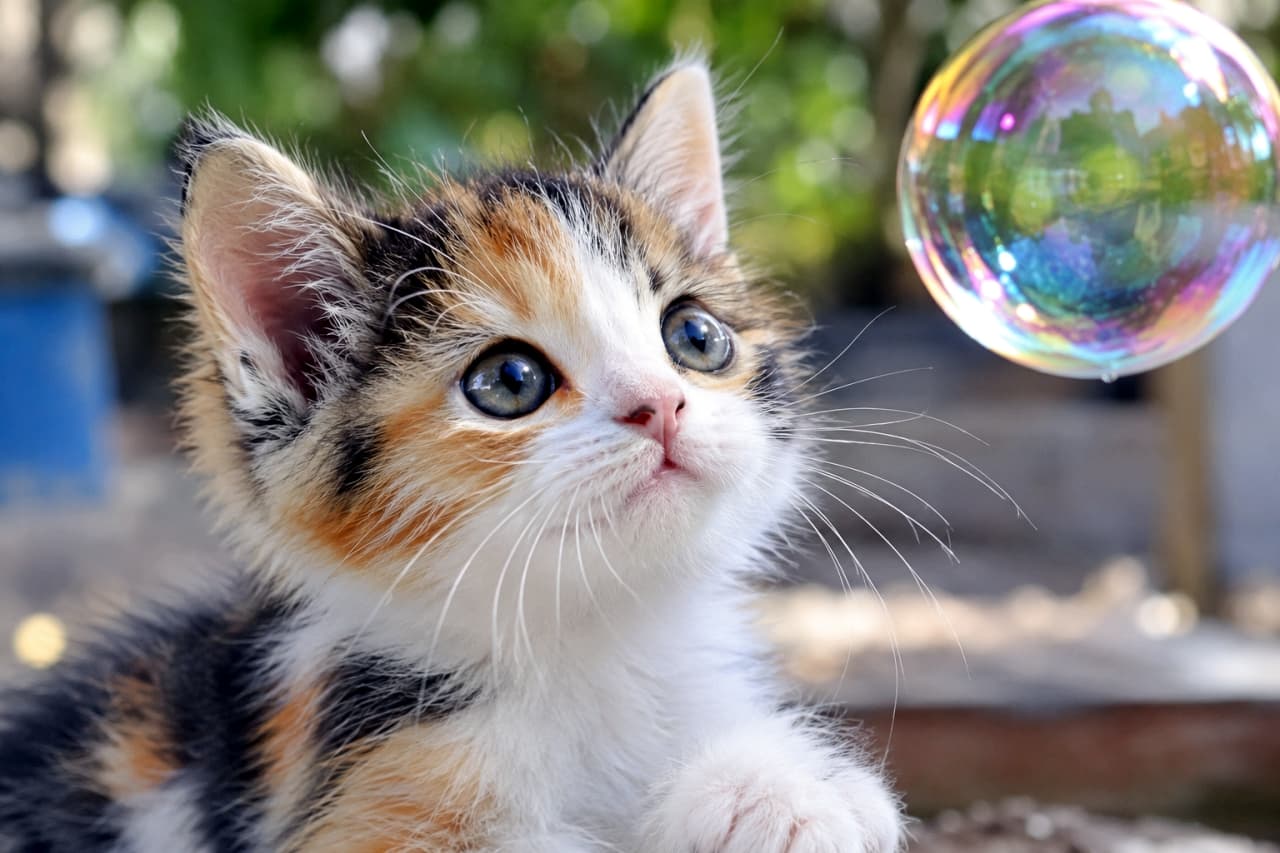 「虹色の不思議な球体を発見!🫧 シャボン玉に夢中な三毛猫ちゃんの、ぷっくりふくらんだωのお口が最高に尊いですね🌈」An ultra-realistic high-quality photograph of a calico kitten curiously looking at a large, iridescent soap bubble. Its vibrant white, black, and orange fur and the light reflecting on the bubble are beautiful. Its mouth is slightly puffed in a tense ω shape. 虹色に輝く大きなシャボン玉を不思議そうに見つめる三毛猫の子猫。白、黒、茶色の鮮やかな被毛と、シャボン玉に反射する光が美しい。口元は少し緊張したようにふっくらとωの形に盛り上がっている