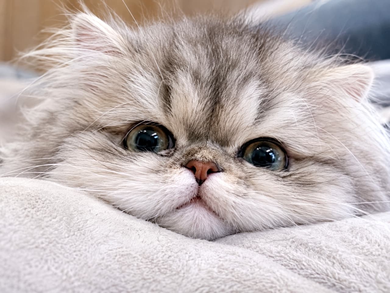 「ぺちゃっとしたお顔が愛嬌たっぷり!🥺 この脱力しきったポーズと、個性的なωのお口がクセになりますね💖」An ultra-realistic high-quality photograph of a fluffy Persian kitten kitten resting its chin flat on a soft blanket. Its uniquely charming flat face, large looking-up eyes, and flattened ω-shaped mouth are highly distinctive. 柔らかな毛布の上に顎をペタンと乗せてくつろぐふわふわなペルシャ子猫。少し潰れたような愛嬌のある顔立ちと、下から見上げるような大きな瞳、そして平たいωの口元がユニーク