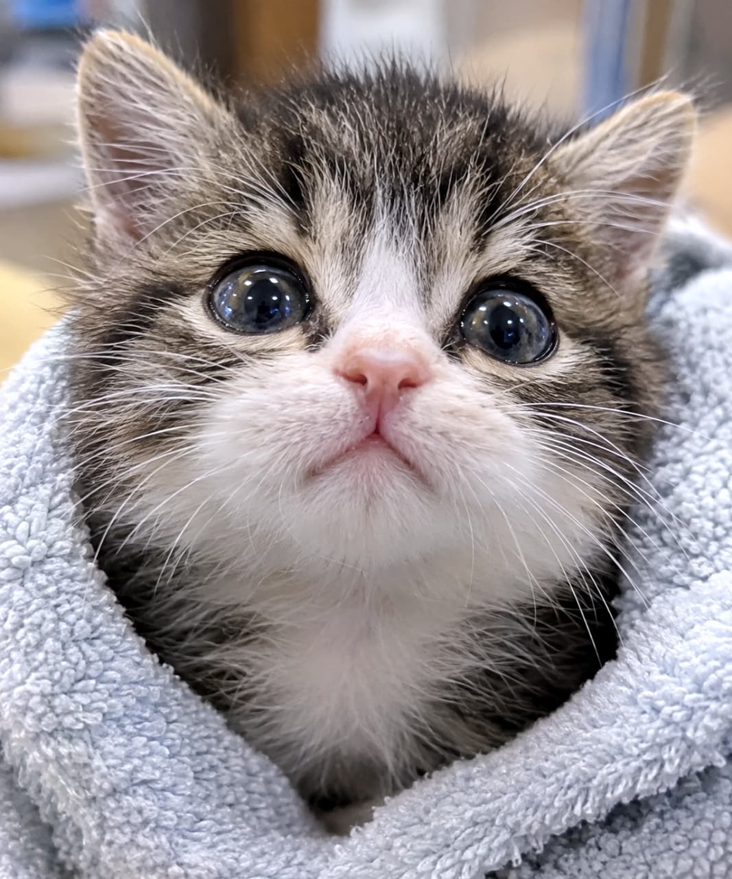 「お風呂上がりかな?🛁 タオルに包まれた赤ちゃん感と、完璧なωのフォルムが守ってあげたくなる可愛さです💖」Ultra-realistic high-quality close-up photograph of a tabby and white kitten snugly wrapped in a light blue towel. Its massive, dark eyes, tiny pink nose, and beautifully curved ω-shaped mouth are highly detailed. 水色のタオルにすっぽりと包まれた、キジ白の子猫の超リアルな顔アップ写真。こぼれ落ちそうなほど大きくて黒目がちな瞳と、ピンク色の小さな鼻、そして綺麗なωのカーブを描く口元が緻密に描写されている