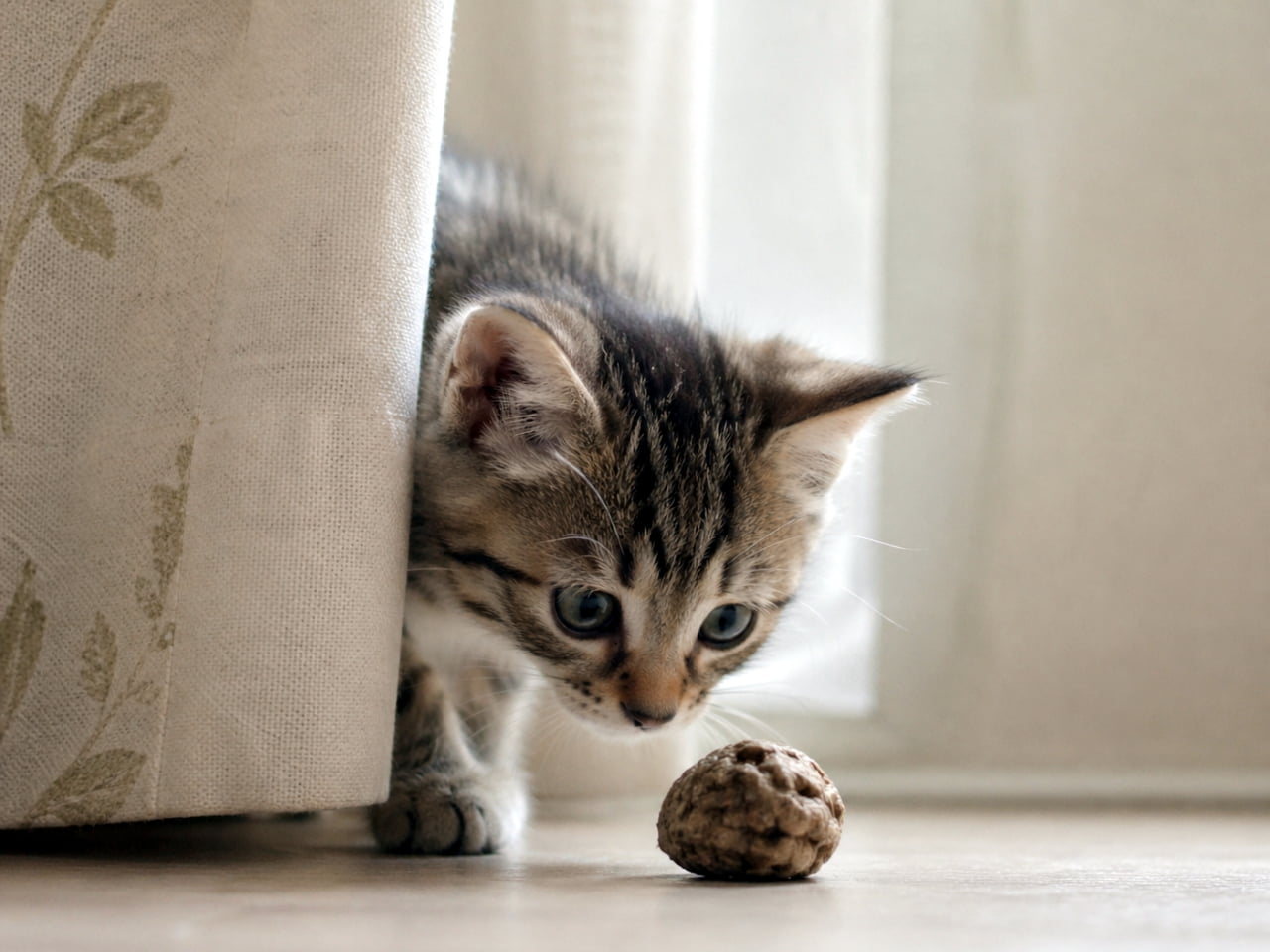「カーテンからひょっこり🐾丸い木の実を発見してワクワクが止まらない子猫ちゃん👀🌿 #子猫部 #癒し猫」Ultra-realistic high-quality photograph of a cute tabby kitten peeking from behind a white curtain to look at a round nut on the floor. 白いカーテンの陰からそっと顔を出し、床に置かれた丸い木の実（クルミ）を見つめるキジトラ子猫の超リアルな高画質写真。柔らかな自然光が差し込んでいる