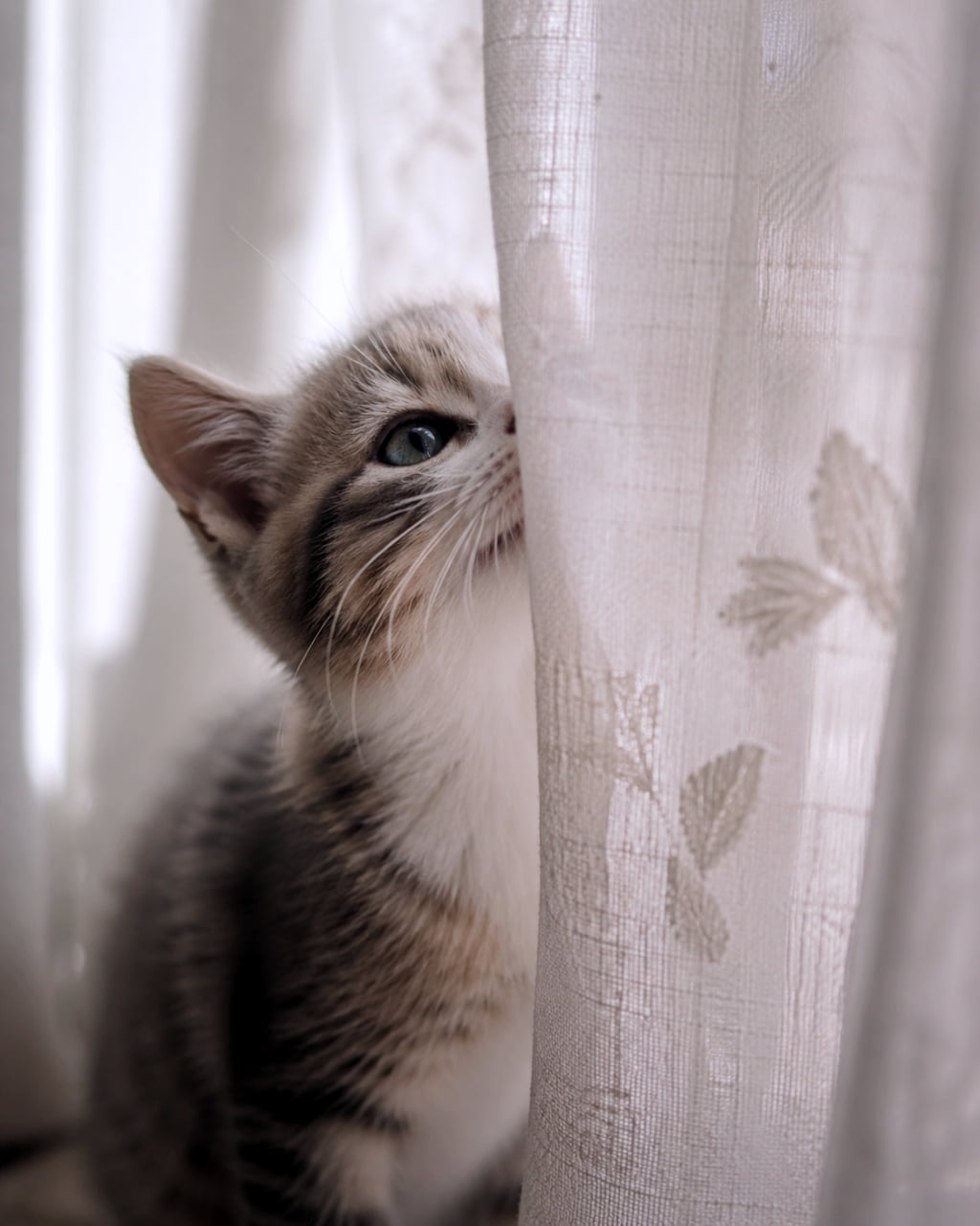 「カーテンの向こうに何があるのかな？✨光に包まれた透明感あふれる美少女（？）猫ちゃん🐈 #癒やし猫 #猫好き」Ultra-realistic high-quality photograph of a kitten peeking through a lace curtain by a window, looking up with clear eyes in soft natural light. 窓辺の白いレースカーテンの陰から、上を向いて何かを見つめる子猫の横顔。繊細な毛並みと透明感のある瞳が強調された、逆光気味の柔らかな超リアルな高画質写