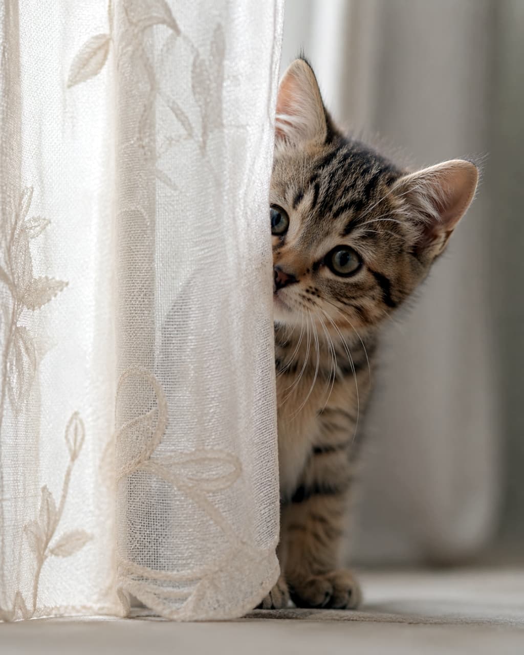 「かくれんぼ中かな？🫣レースカーテンからひょっこり覗くクリクリのお目目にメロメロになっちゃう💕 #猫画像 #かくれんぼ猫」Ultra-realistic high-quality photograph of an adorable tabby kitten peeking curiously from behind an embroidered lace curtain. 刺繍の入った美しいレースカーテンの陰から、こちらをじっと見つめるキジトラ子猫の超リアルな高画質写真
