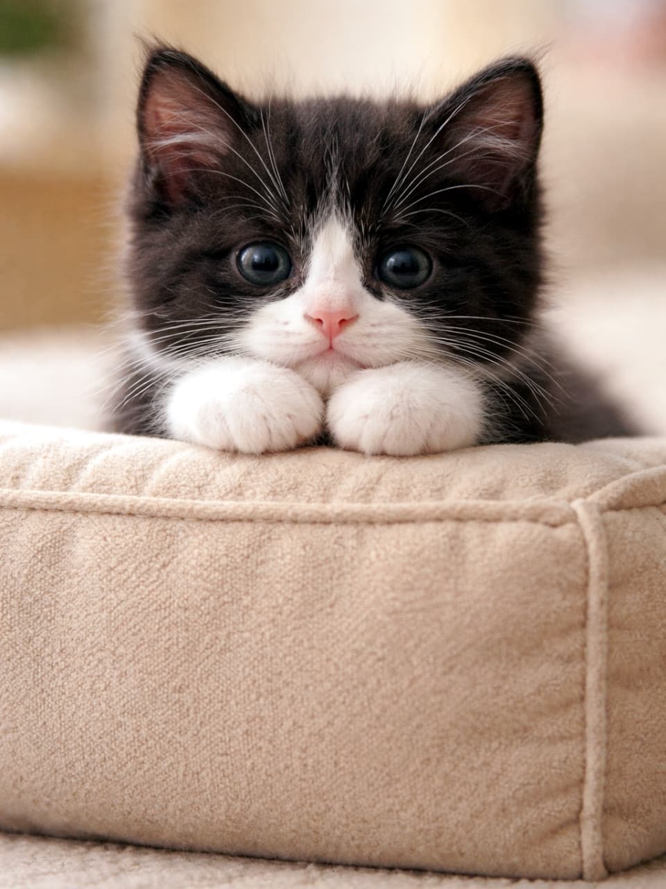 「あざと可愛い上目遣いにキュン死！ベージュのソファと黒白子猫のコントラストが最高🐈❤️」Ultra-realistic high-quality photograph focusing on a small black and white tuxedo kitten. The kitten is resting its chin on a folded beige fabric sofa corner, with its tiny front paws neatly placed together. Its large, round eyes are staring straight into the camera. Soft, warm natural light illuminates the scene, and the background is softly blurred. ベージュのファブリックソファの角に、黒白のタキシード子猫が前足をきれいに並べ、小さな顎を乗せて、大きく丸い目でカメラをじっと見つめている。柔らかく温かい光が当たり、背景はボケている