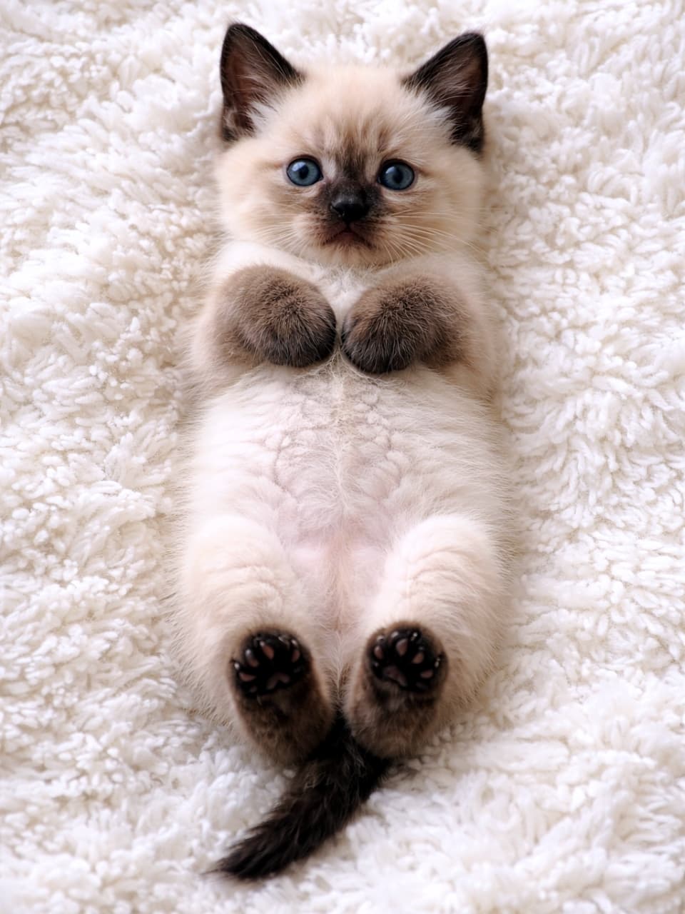 「真っ白なファーに寝転ぶシャム猫ちゃん。吸い込まれそうな青い瞳に見つめられたい💎」Ultra-realistic high-quality photograph of a Siamese (seal point) kitten lying on its back on a plush, white fur-like material, looking up with large, blue eyes. Its face and paws show characteristic point coloring. 真っ白で柔らかいファーのような素材の上で仰向けになり、大きな青い目で上を見つめるシャム猫（シールポイント）の子猫。顔と足先の濃い色が特徴的