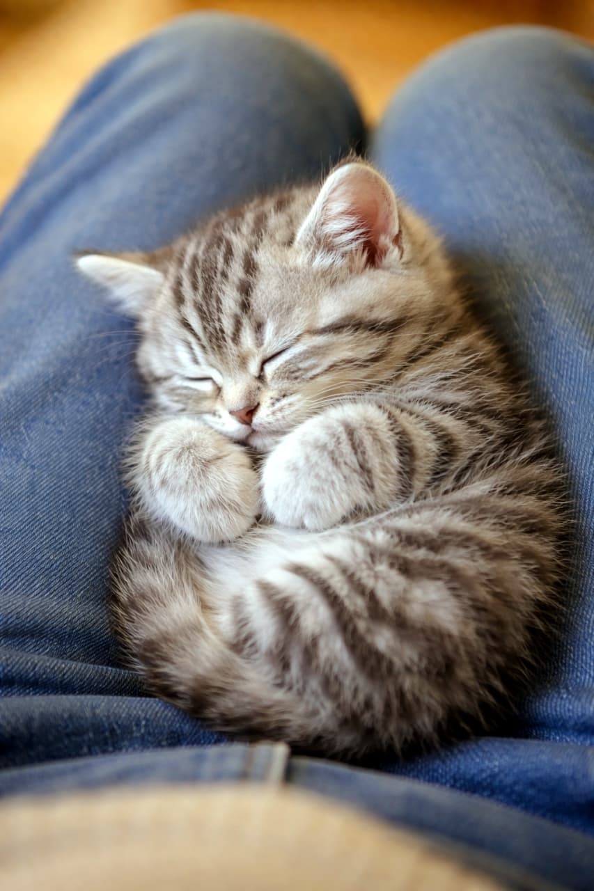 「デニムの膝でスヤスヤ💤 丸まったおててがまるでクリームパンみたいで癒されます🥐✨ #猫のいる暮らし」Ultra-realistic high-quality photograph of a tabby kitten sleeping curled up on someone's denim-clad legs, with its adorable round paws tucked near its face. デニムを履いた人の膝の上で、安心しきって丸まり眠るキジトラの子猫。顔の近くに寄せた「クリームパン」のような前足が愛らしい高画質写真