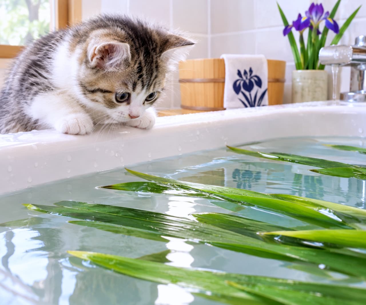 「お風呂に浮かぶ葉っぱに興味津々ニャ🌿🛁菖蒲湯を見つめる真剣なお顔に、ほっと心が和みますね🐾✨」Ultra-realistic high-quality photograph of a curious tabby-and-white kitten leaning over the edge of a clean white bathtub, watching long green iris leaves floating in the water. Featuring soft patterned fur, wide clear eyes, a wooden bath bucket, a traditional Japanese iris-print towel, and sparkling natural bathroom light. 明るく清潔な浴室で、バスタブの縁に両前足をかけて身を乗り出し、お湯に浮かぶ細長い菖蒲の葉を見つめるアメリカンショートヘア風のキジ白子猫。茶と黒の縞模様と白い胸元の柔らかな毛並みに、好奇心いっぱいの澄んだ大きな瞳を輝かせる。背景の木製風呂桶や菖蒲柄の手ぬぐい、自然光にきらめく水面が、端午の節句の菖蒲湯の伝統と爽やかな清潔感を鮮明に描き出す情景