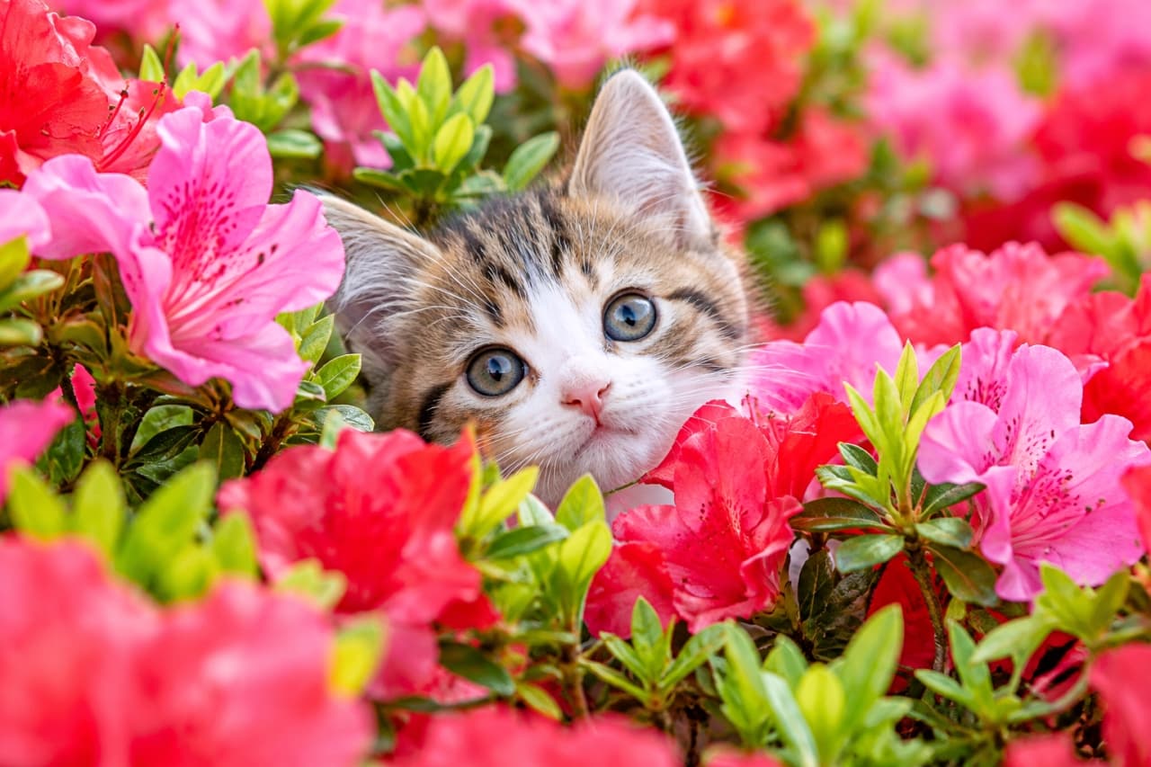 「お花畑からこんにちはニャ!🌺✨ピンクと赤のツツジに囲まれた愛らしいお顔に、心がぱっと華やぎますね🐾🌿」Ultra-realistic high-quality photograph of a sweet tabby-and-white kitten peeking its face out from a dense bush of vibrant blooming pink and red azalea flowers under bright natural spring light, gazing forward with large clear hazel eyes surrounded by soft floral depth of field. 春の明るい自然光の中、満開に咲き誇る鮮やかなピンクと赤のツツジの茂みからお顔を覗かせる日本猫風のキジ白子猫。茶と黒の緻密な縞模様と白い鼻筋の柔らかな毛並みに、澄んだ大きなヘーゼルの瞳を輝かせる。手前と奥の豊かな花々の前後のボケ味が、生命力に満ちた春の華やかさを鮮明に描き出す情景