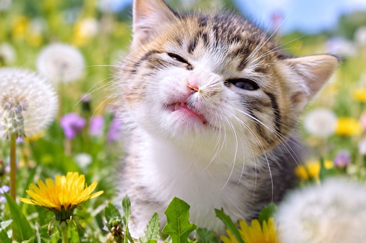 「鼻に綿毛がついてハクション出そうニャ!🤧🌼くしゃっとしたお顔に思わず笑って元気がもらえますね🐾🌱」Ultra-realistic high-quality photograph of a playful tabby-and-white kitten scrunching its nose and squinting to sneeze, with a fluffy dandelion seed stuck to its pink nose, surrounded by bright yellow wildflowers and soft dandelion fluff in a sunlit spring meadow. 春の陽光が降り注ぐ草原で、黄色いタンポポや白い綿毛に囲まれ、鼻先に付いた一本の綿毛にくしゃみが出そうになり目を細めて顔をしかめる日本猫風のキジ白子猫。茶と黒の縞模様に白い胸元、チラリと覗く小さな歯とピンクの鼻先、繊細なヒゲが高精細なマクロ撮影で鮮やかに捉えられ、無邪気でコミカルな春の息吹を鮮明に伝える情景
