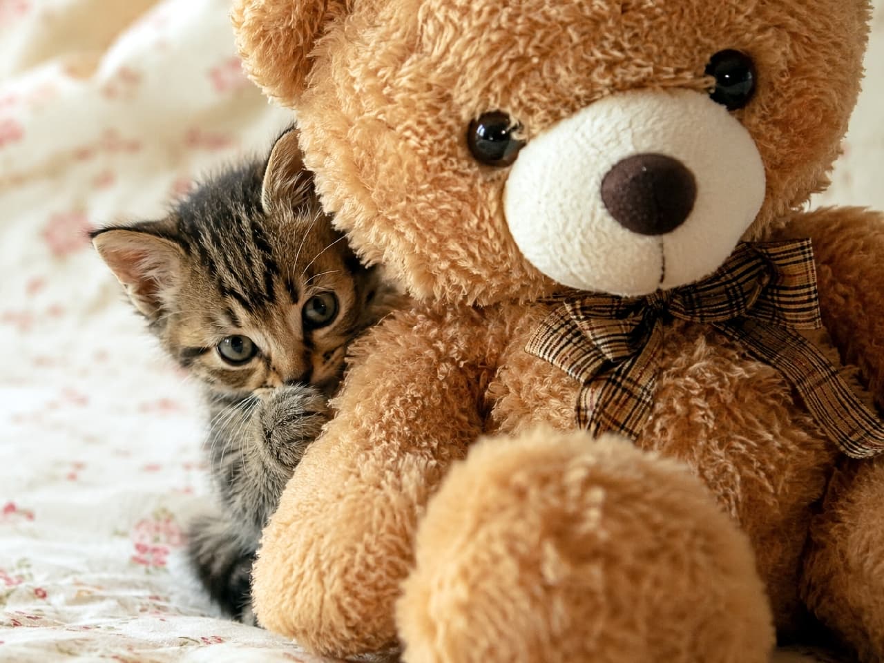 「くまさんの横なら安心できるにゃ🧸💤 ぎゅっと寄り添う姿がたまらない人、挙手!🙋♀️🙋♂️ #子猫のいる生活 #甘えん坊 #猫好きさんと繋がりたい #猫のいる暮らし #子猫」Ultra-realistic high-quality photograph of a brown tabby kitten snuggling closely behind a large brown teddy bear with a plaid bow tie on a floral bedsheet, sucking its paw. The kitten's shy, upward glance and the plush texture of the bear evoke a deep sense of comfort and protection. 小花柄のベッドシーツの上で、チェック柄のリボンをつけた大きな茶色いテディベアのぬいぐるみの陰に隠れるように寄り添いながら、前足を吸っているキジトラ子猫の超高画質写真。少しシャイなように上目遣いでカメラを見つめる表情と、ぬいぐるみのふわふわとした質感が、究極の安心感と保護欲を掻き立てます