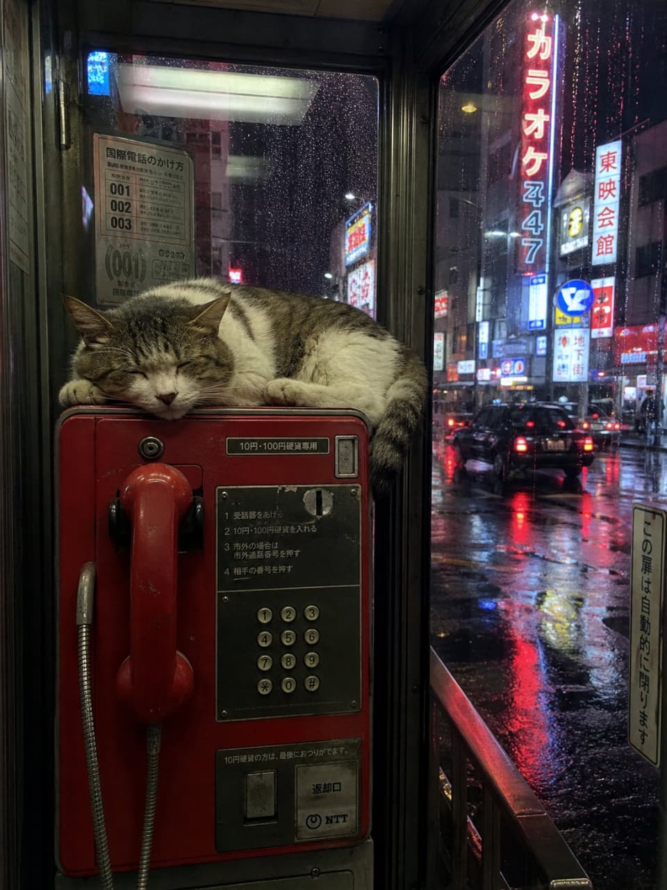 「雨の夜の特等席☔️📞 ネオンの光に包まれて、どんな夢を見ているのかな？😴✨ #雨の日 #サイバーパンク」Ultra-realistic high-quality photograph of a tabby and white cat sleeping on a red payphone inside a glass booth on a rainy night, with city neon lights blurring in the background. 雨が降る夜の繁華街。ガラス張りの電話ボックス内にある赤い公衆電話機の上で、丸くなって眠るキジ白猫。窓越しにネオンサインや車のテールランプが滲んで見える