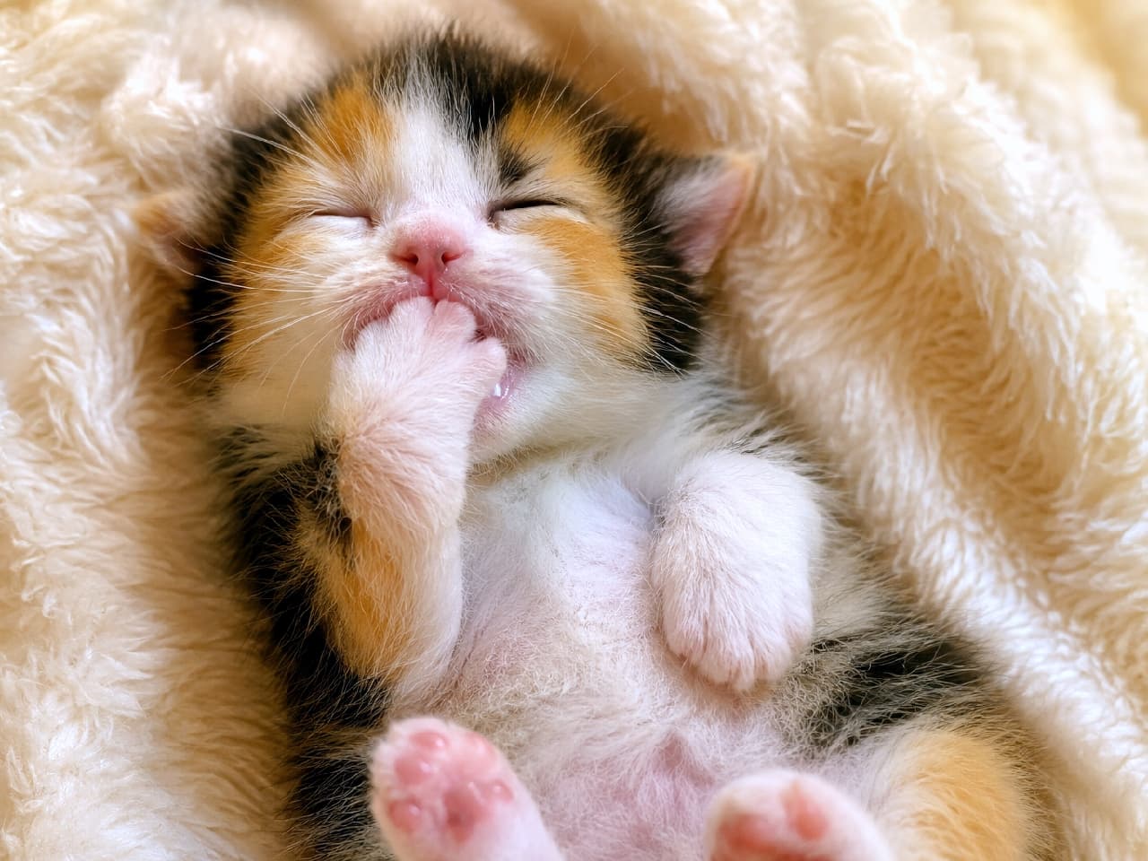 「お口の「あむっ」て感じが愛おしすぎる…🥺💓ママの夢を見てるのかな？ずっと見ていられる可愛さ🌸 #子猫のいる生活 #三毛猫 #猫のいる暮らし #子猫」Ultra-realistic high-quality close-up photograph of a calico kitten sleeping on its back, nestled in a fluffy blanket. The kitten has its front paw slightly deeper in its mouth, uniquely showing a tiny glimpse of its pink tongue and gums. The innocent baby-like expression and the texture of its delicate fuzz are captured with macro-like precision. ふわふわの毛布に埋もれるように仰向けで眠る三毛猫の子猫のクローズアップ写真。前足を少し深めに口に入れ、小さな口元が「あむっ」と開いてピンク色の舌や歯茎がわずかに覗いているのが特徴的です。子猫特有のあどけない表情と、柔らかく繊細な産毛の質感が、マクロ撮影のような緻密さで捉えられています