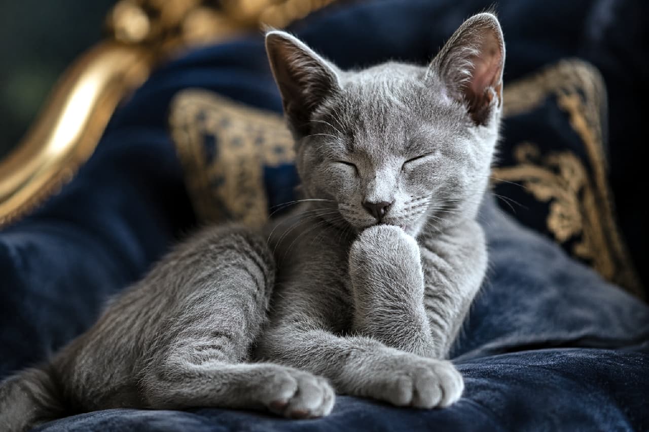 「まるで小さな貴族🐈⬛✨ 高級ソファで優雅におててちゅぱちゅぱ💤 エレガントな寝顔にうっとりしちゃう🌙 #ロシアンブルー #グレー猫 #猫のいる幸せ #子猫のいる生活 #猫好きさんと繋がりたい #猫のいる暮らし #子猫」Ultra-realistic high-quality photograph of a sleek silver-grey kitten (resembling a Russian Blue) relaxing on a luxurious navy blue velvet sofa with gold accents, sleeping and sucking its paw. The rich, dark-toned background and dramatic lighting create an elegant, moody, and sophisticated atmosphere. ロシアンブルーを思わせる艶やかなシルバーグレーの被毛を持つ子猫が、金色の装飾が施された高級感のあるネイビーブルーのベルベットソファでくつろぎながら、目を閉じて前足をちゅぱちゅぱと吸っている超高画質写真。重厚感のあるダークトーンの背景と、猫に当たるドラマチックな光が、エレガントで落ち着いた雰囲気を醸し出しています