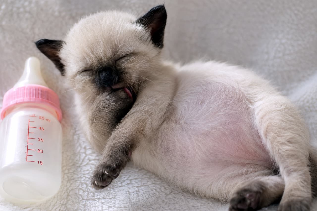 「ミルクでお腹いっぱい🍼💤 夢の中でおかわりしてるのかな?天使の寝顔に癒されたい人はシェア✨ #保護猫 #ミルクボランティア」Ultra-realistic high-quality photograph of a fluffy Siamese-mix kitten sleeping happily on its back on a white blanket, sucking its paw. A baby milk bottle with a pink cap is placed next to it, bathed in soft natural light, highlighting a peaceful post-feeding moment with its adorable round belly. シャム猫のようなポイントカラー(顔や耳、足先が黒い)を持つふわふわの子猫が、白いブランケットの上で仰向けになり、前足を吸いながら幸せそうに眠っている超高画質写真。傍らにはピンクのキャップの哺乳瓶が置かれ、ミルクタイム後の満ち足りた安心感が、全体を包む柔らかな自然光とともに描かれています。ぽっこりとしたお腹の丸みが非常に愛らしい一枚