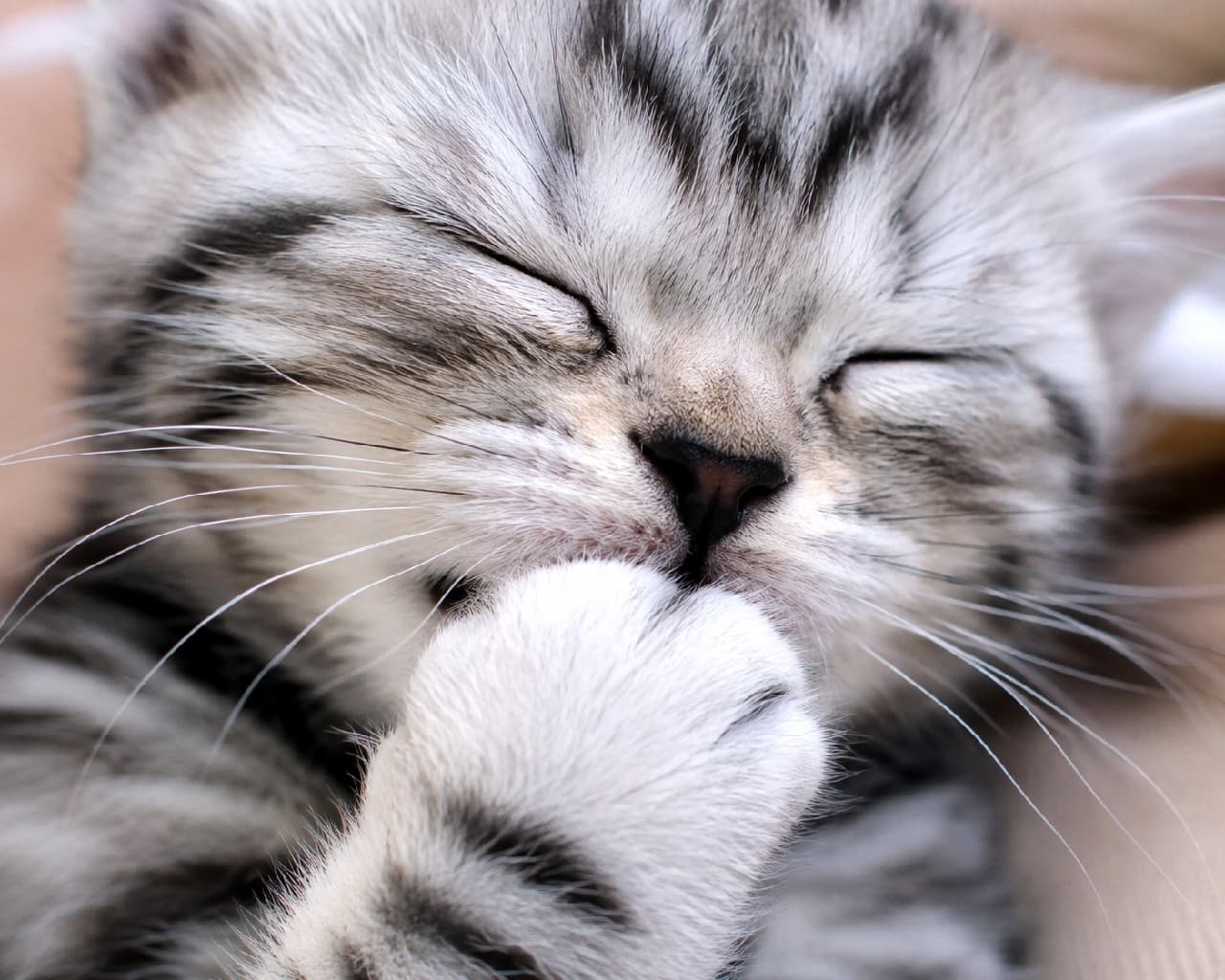 「夢中でおててちゅぱちゅぱ…🐾💤 この無防備な寝顔、ずっと見ていられる💕 お疲れのあなたに癒やしをお届け🎁 #猫の寝顔 #マクロ撮影 #子猫のいる生活 #猫好きさんと繋がりたい #猫のいる暮らし #子猫」Ultra-realistic high-quality close-up macro photograph of a sleeping silver tabby kitten in pure bliss, intensely sucking its paw. The image captures intricate details like individual whiskers, a black nose, and soft fur texture, with a soft bokeh background emphasizing its serene face. シルバータビー(サバトラ)の子猫が目を閉じて深く眠りながら、自分の前足を夢中でちゅぱちゅぱと吸っている至福の表情を捉えた超高画質なマクロ風クローズアップ写真。繊細なひげの1本1本や、小さく黒い鼻先、柔らかそうな毛並みのディテールまでが克明に描写されており、周囲の柔らかなボケ感が猫の幸せそうな顔を際立たせています
