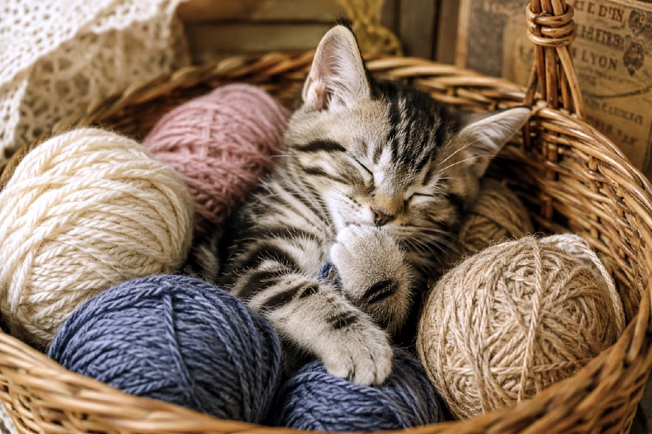 「毛糸のベッドでぬくぬく🧶🐾 安心しきったお顔でちゅぱちゅぱ…癒しのひとときをお裾分け🎁✨ #猫好きさんと繋がりたい #編み物 #猫のいる暮らし #子猫」Ultra-realistic high-quality photograph of a silver tabby kitten sleeping peacefully in a wicker basket filled with colorful balls of yarn (white, blue, pink, brown), sucking its paw. The rustic background and warm textures create a nostalgic, cozy autumn or winter atmosphere. アメリカンショートヘアを思わせる美しい縞模様のシルバータビーの子猫が、籐のバスケットの中で毛糸玉(白、青、ピンク、茶色)に囲まれながら、前足をちゅぱちゅぱと吸って眠っている超高画質写真。背景のアンティーク調の小物や、毛糸の温もりあふれる質感が、秋冬の季節感やカントリー調のノスタルジックな雰囲気を醸し出しています