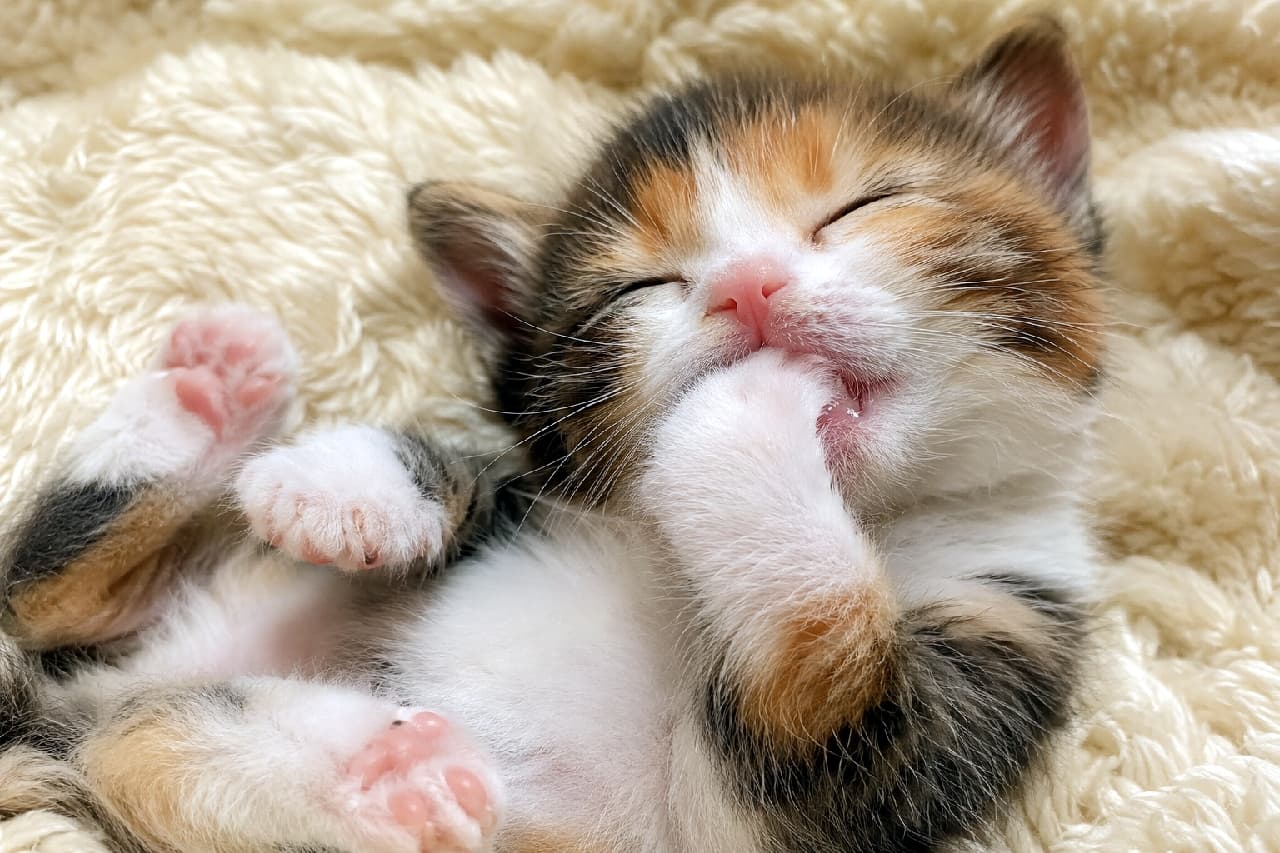 「肉球が見えちゃってるニャ🌸おててをチュッチュする無防備な姿に癒やされる〜🐾夢の中でもミルクを飲んでるのかな?💕 #子猫 #肉球 #猫のいる暮らし #三毛猫 #寝顔 #癒やし」Ultra-realistic high-quality photograph of a small calico kitten sleeping on its back, suckling its front paw on a fluffy cream-colored blanket. The image prominently features its puckered cheeks with a hint of wetness around the mouth, along with its bright pink toe beans on its hind paws clearly displayed under warm, gentle lighting. アイボリー色のボア毛布に包まれ、仰向けで幸せそうに眠るキャリコ(三毛猫、推測)の子猫。前足をすっぽりとお口にくわえて吸うような仕草をしており、キュッと縮めた頬とつややかな口元が印象的です。持ち上げた両後ろ足の鮮やかなピンク色の肉球がクリアに見え、暖色系の優しい光が子猫の柔らかい被毛と毛布の立体感を美しく描き出しています