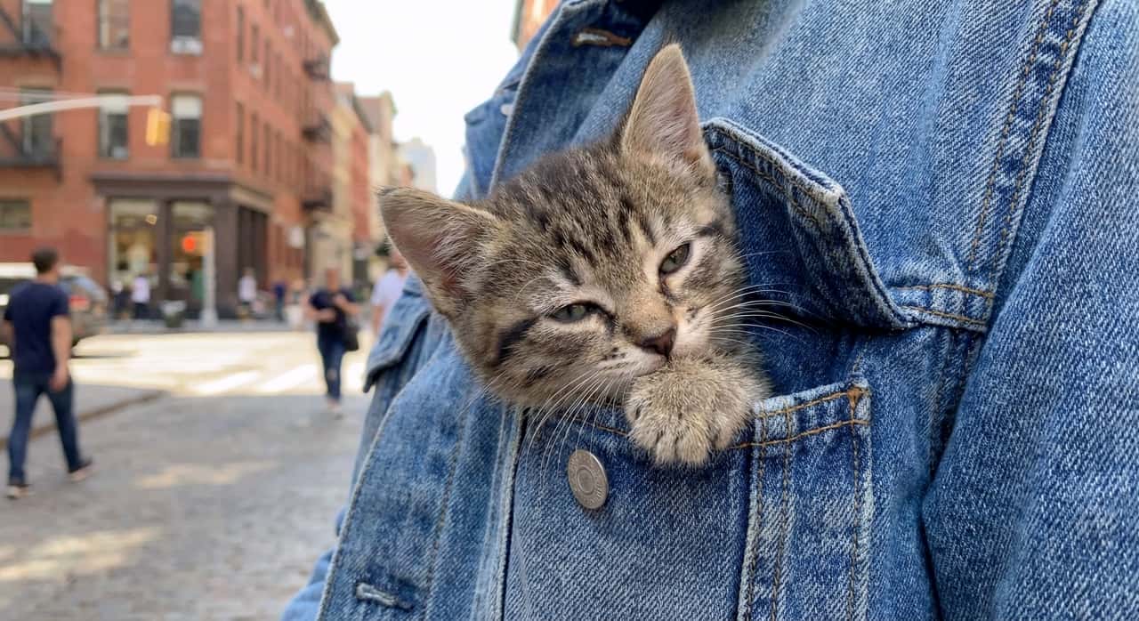 「街歩きの途中でウトウト…💤 デニムのポケットが安心するのか、とってもリラックスした表情が可愛いね🧥💕」A sleepy-looking tabby kitten resting its head and paw outside the pocket of a person's blue denim jacket, with a blurred city street in the background. 街の通りを背景に、青いデニムジャケットのポケットから顔と前足を出し、少し眠たそうな表情でリラックスしているキジトラの子猫