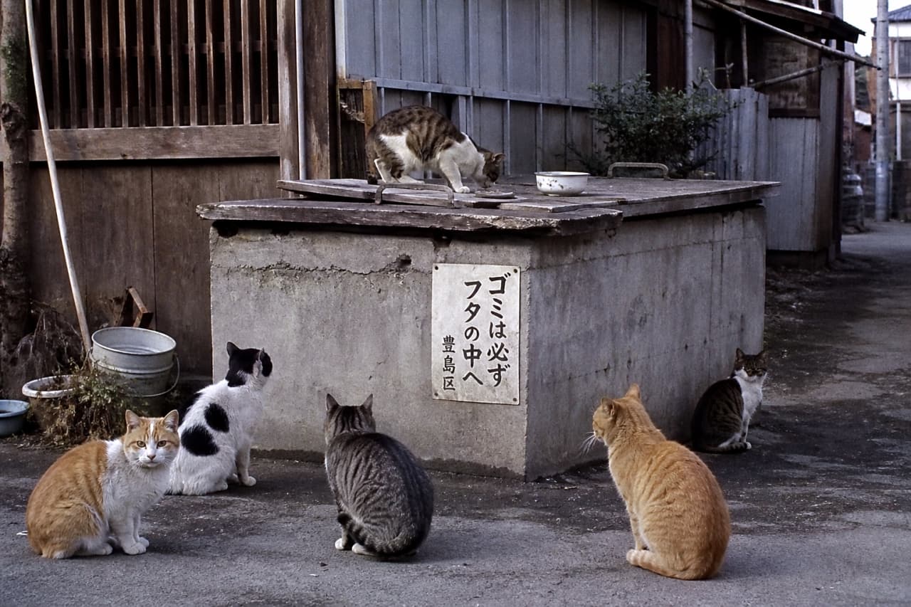 「路地裏での秘密の作戦会議に潜入！？🐈🤫 それぞれの模様が個性的でずっと見ちゃう🔍 #地域猫 #路地裏同盟」Ultra-realistic high-quality photograph of five stray cats gathering around a concrete garbage station with a sign in a narrow, moody back alley. 薄暗い路地裏にあるコンクリート製のゴミ収集ボックスの周りに集まる5匹の野良猫たち。ボックスの上に1匹、下に4匹が座っている。「ゴミは必ずフタの中へ 豊島区」の看板がある