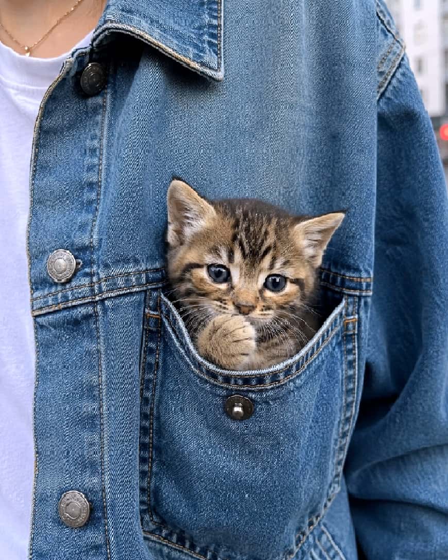 「お出かけポケットにゃんこ🐾 狭い場所がお気に入りすぎて、ちゅぱちゅぱが止まらないみたい🧥✨ #デニム猫 #お出かけ #子猫のいる生活 #猫好きさんと繋がりたい #子猫」Ultra-realistic high-quality photograph of a brown tabby kitten peeking its head out of a blue denim jacket breast pocket. It is safely tucked away, contentedly sucking its paw, with the sharp contrast between the rugged denim fabric texture and the kitten's delicate fur highlighting this unique, adventurous moment. 人が着ている青いデニムジャケットの胸ポケットから、顔だけをひょっこりと覗かせているキジトラの子猫の超高画質写真。ポケットの中で窮屈そうにしながらも、安心して前足をちゅぱちゅぱと吸っており、デニムの粗い質感と子猫の繊細な被毛のコントラストが際立っています