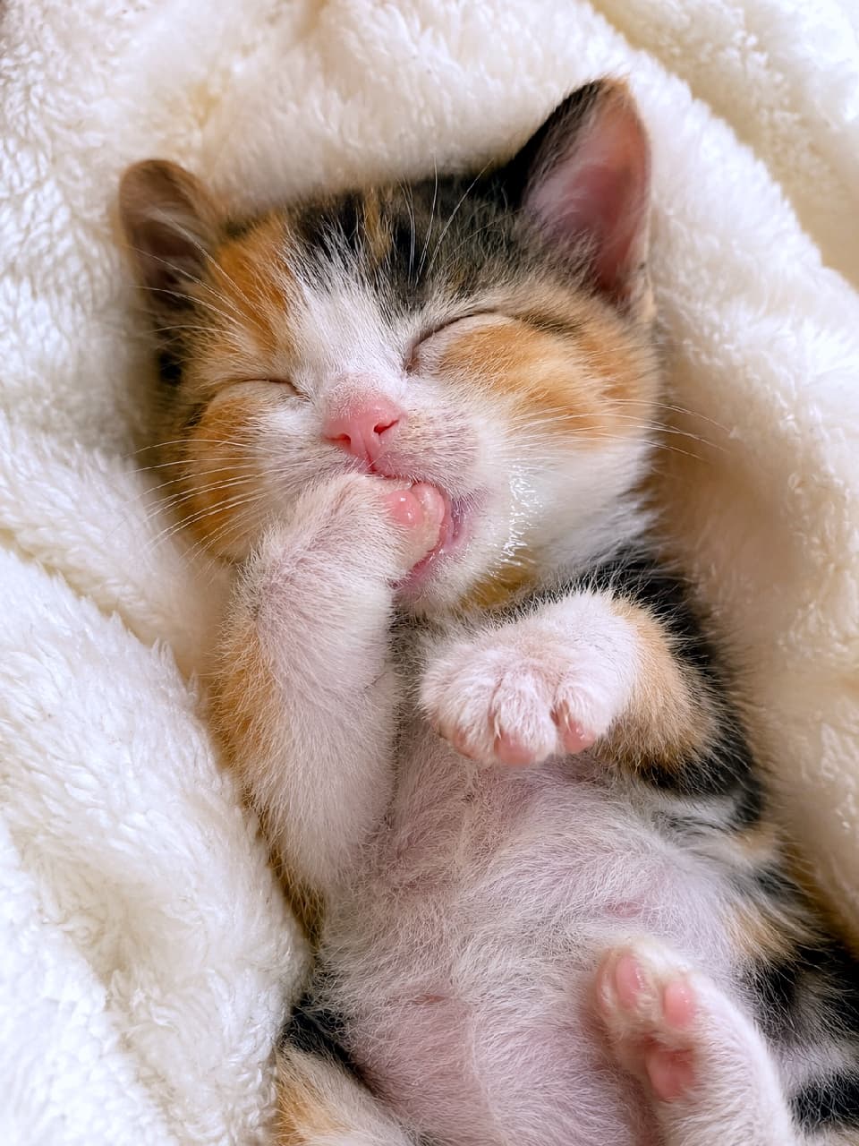 「お口に前足をチュッチュしながらスヤスヤ…💤天使すぎる寝顔に胸キュンが止まらないニャ🐾💕 #子猫 #三毛猫 #寝顔 #癒やし」An ultra-realistic high-quality photograph of a tiny calico kitten sleeping peacefully on its back on a soft white fluffy blanket. The kitten has its front paw firmly inside its small mouth, creating a clear suckling effect with visible pink toe beans. Soft, warm indoor lighting naturally highlights the glitter of delicate wetness around its mouth and the detailed texture of its fur. 柔らかなホワイトのフリース毛布の上で仰向けになり、安心しきった表情で眠る三毛猫(キャリコ短毛種、推測)の小さな子猫。前足のピンクの肉球をしっかりとお口に入れ、ちゅうちゅうと吸うような仕草を見せており、口元には繊細な湿り気がキラリと光っています。うっすらピンクのお腹と柔らかい被毛、温かみのある室内光が天使のような安らぎの情景を描き出しています