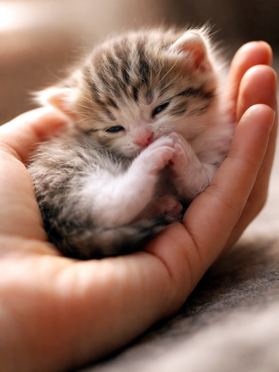 「すっぽり手のひらサイズ🤲✨ ぬくもりを感じる子猫の寝顔に、心までぽかぽかしてきますね☀️🐈」Ultra-realistic high-quality photograph of a tiny tabby and white kitten curled up and looking sleepy in the palm of a human hand, bathed in warm, soft lighting. 人間の手のひらの上で丸まって眠そうにしている、非常に小さなキジ白の子猫。温かみのあるオレンジ色の光に包まれた、リアルな高画質写真