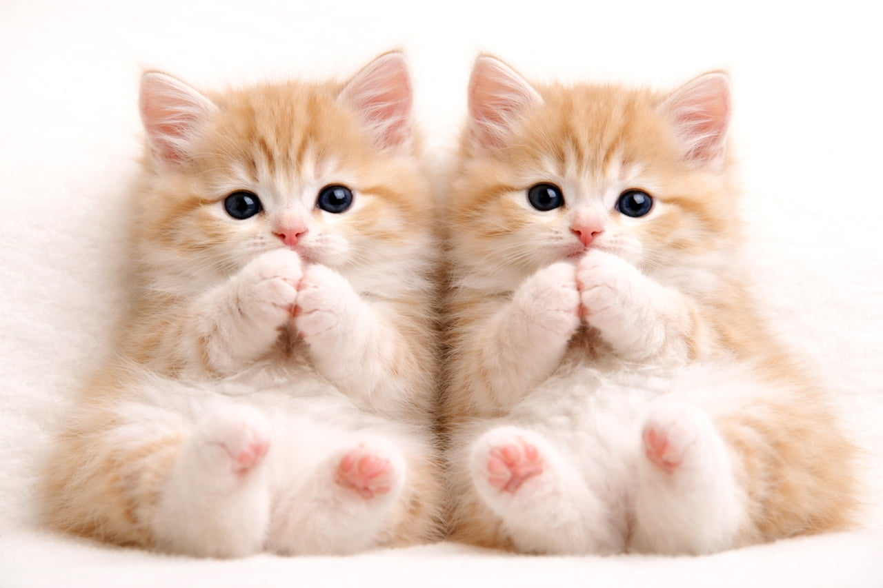 「可愛さ2倍！👯‍♀️💕 お願いポーズのそっくり子猫ちゃんたちに、もうメロメロです🥺✨」Ultra-realistic high-quality photograph of two identical fluffy ginger and white kittens sitting and holding their paws to their mouths in a synchronized pose against a white background. 白い背景の前で、前足を口元に当てて同じポーズをとる2匹の茶白のふわふわな子猫。愛らしい瞳とピンクの肉球が強調された、リアルな高画質写真