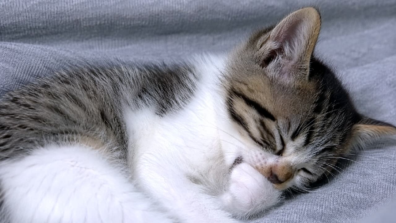 「柔らかいブランケットのぬくもり☁️ おててちゅぱちゅぱしながら夢の中へ…いい夢見てね💤 #白キジ猫 #至福の時間 #子猫のいる暮らし #猫のいる幸せ #子猫のいる生活 #猫好きさんと繋がりたい #子猫」Ultra-realistic high-quality photograph of a white and brown tabby kitten snuggled into a soft grey knit blanket, eyes half-closed as it sucks its paw. The clear contrast between its white chest and tabby markings, combined with the detailed texture of the blanket, creates a serene and deeply comforting atmosphere. 柔らかなグレーのニットブランケットのシワの中に埋もれ、安心しきって前足を吸っている白キジ(バイカラー)の子猫の超高画質写真。真っ白な胸元とキジ模様の対比が美しく、とろんとした表情と、肉球を吸う小さなお口の細部までが鮮明に写し出されています