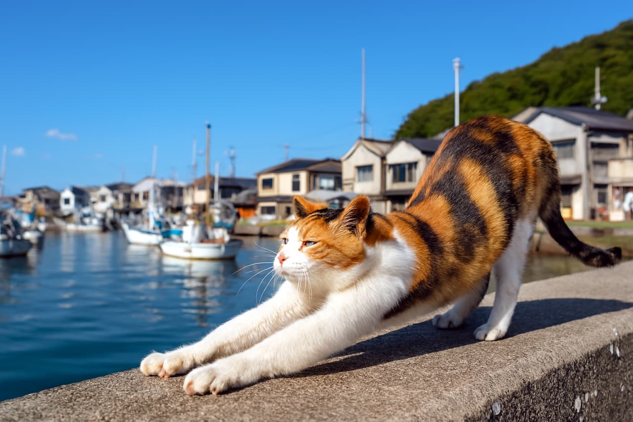「澄み渡る青空の下で「んーーーっ！」と全力の背伸び🐾漁港の朝は、猫ちゃんにとっても最高のリフレッシュタイムですね☀️」Ultra-realistic high-quality photograph of a calico cat stretching its front legs on a concrete pier. The background features a bright blue sky, fishing boats in the harbor, and a coastal village under clear morning light. 晴れ渡った空の下、漁港のコンクリート堤防の上で前足を大きく伸ばして背伸びをする三毛猫。背景には青い海と停泊する漁船、山沿いの家並みが広がる開放的な風景