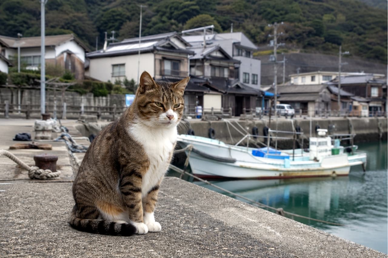 「潮風を感じながら港でのんびり🐾 ちょっと眠いのかな？😴 のどかな港町の日常風景🐟 #港町の猫」Ultra-realistic high-quality photograph of a tabby and white cat sitting on a concrete seawall at a quiet fishing port, with fishing boats and town houses in the background. 静かな漁港のコンクリートの防波堤にお座りして、少し眠たそうな表情を見せるキジ白猫。背景には漁船と港町の家並みが広がる高画質な写真
