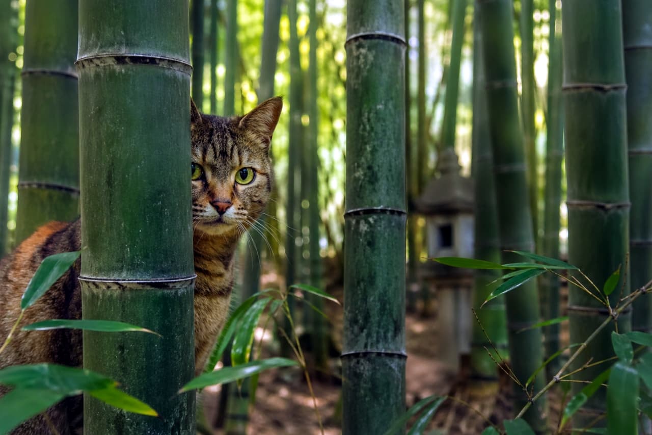 「竹林の中からひょっこり🐈🎋 かくれんぼ中かな？まん丸なおめめがキュートすぎる👀✨ #和の心」Ultra-realistic high-quality photograph of a curious tabby cat peeking out from behind a thick bamboo stalk in a lush, sunlit bamboo forest, with a stone lantern visible in the distance. 光が差し込む青々とした竹林の中で、太い竹の幹の後ろから好奇心旺盛な瞳でひょっこりと顔を出すキジトラ猫。奥には石灯籠が見える高画質な写真