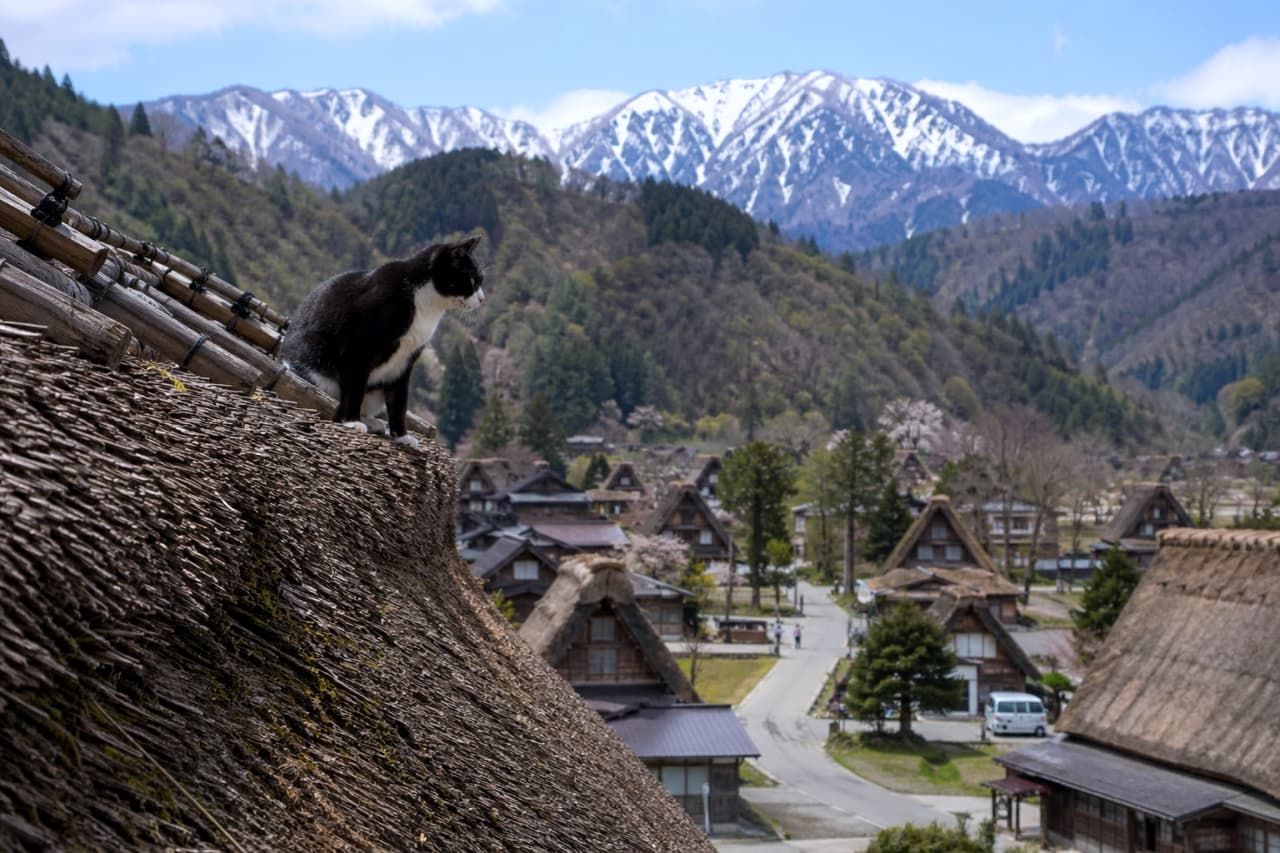 「村の平和はボクが守る！🐾茅葺屋根の上から眺める日本の原風景、なんて贅沢な特等席なんでしょう🏔️✨」Ultra-realistic high-quality photograph of a tuxedo cat standing on the edge of a traditional thatched roof, overlooking a village with gassho-style houses and snow-capped mountains under a clear blue sky. 伝統的な茅葺屋根の端に立ち、雪が残る山々と合掌造りの集落を見下ろす白黒のハチワレ猫。屋根の質感、遠くの村の風景、青空が鮮やかに映し出された、広大なスケールを感じる高画質な写真