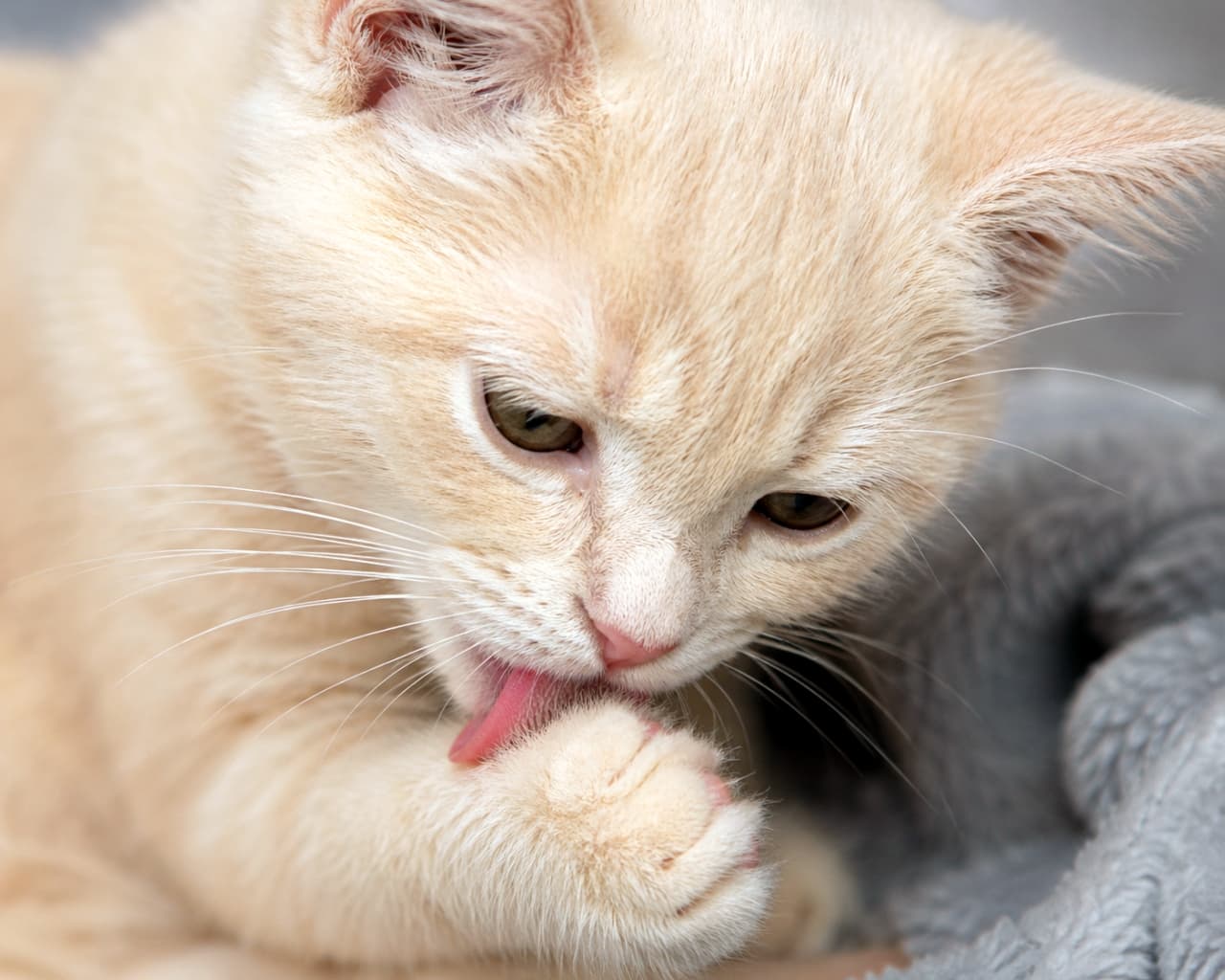 「身だしなみは猫の基本にゃ🐾✨ 一生懸命ペロペロする姿がたまらないっ！🥰 #子猫 #毛繕い #にゃんすたぐらむ」Ultra-realistic high-quality photograph of a light cream kitten earnestly grooming itself by licking its front paw. The fluffy fur and pink tongue are captured in fine detail. 前足を舐めて熱心に毛繕いをしているクリーム色の子猫の超リアルで高品質な写真。ふわふわの毛並みとピンクの舌が詳細に捉えられている