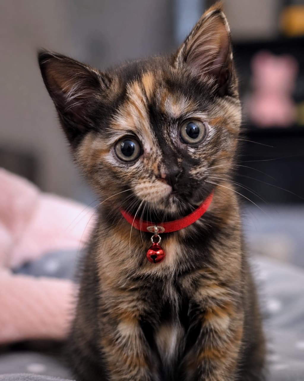 「赤いおリボンがお似合いでしょ？🐱🎀 まっすぐ見つめられたらキュンとしちゃう可愛さです💕 #猫のいる暮らし #サビ猫」Ultra-realistic high-quality photograph of a cute tortoiseshell kitten wearing a red collar with a bell. The kitten is slightly tilting its head and looking directly at the camera. The background is softly blurred. 赤い首輪と鈴をつけたサビ猫の子猫の超リアルで高品質な写真。少し首をかしげてカメラを見つめる愛らしい表情。背景は柔らかくぼけている