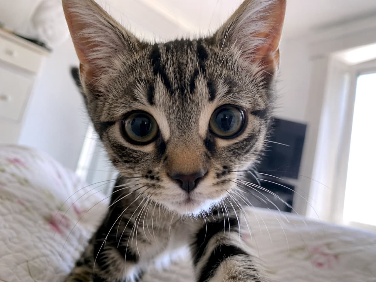 「近すぎ近すぎー！📸🐾カメラに興味津々で迫ってくるドアップ写真！大きな瞳に吸い込まれちゃいそうです😻」An extreme close-up, wide-angle shot of a tabby kitten staring intently into the camera lens with large, round eyes, creating a slightly humorous, inquisitive expression. 大きく丸い目を輝かせてカメラのレンズを興味津々に覗き込んでいるキジトラの子猫の、少しユーモラスで愛らしい表情を捉えた超ドアップの広角写真