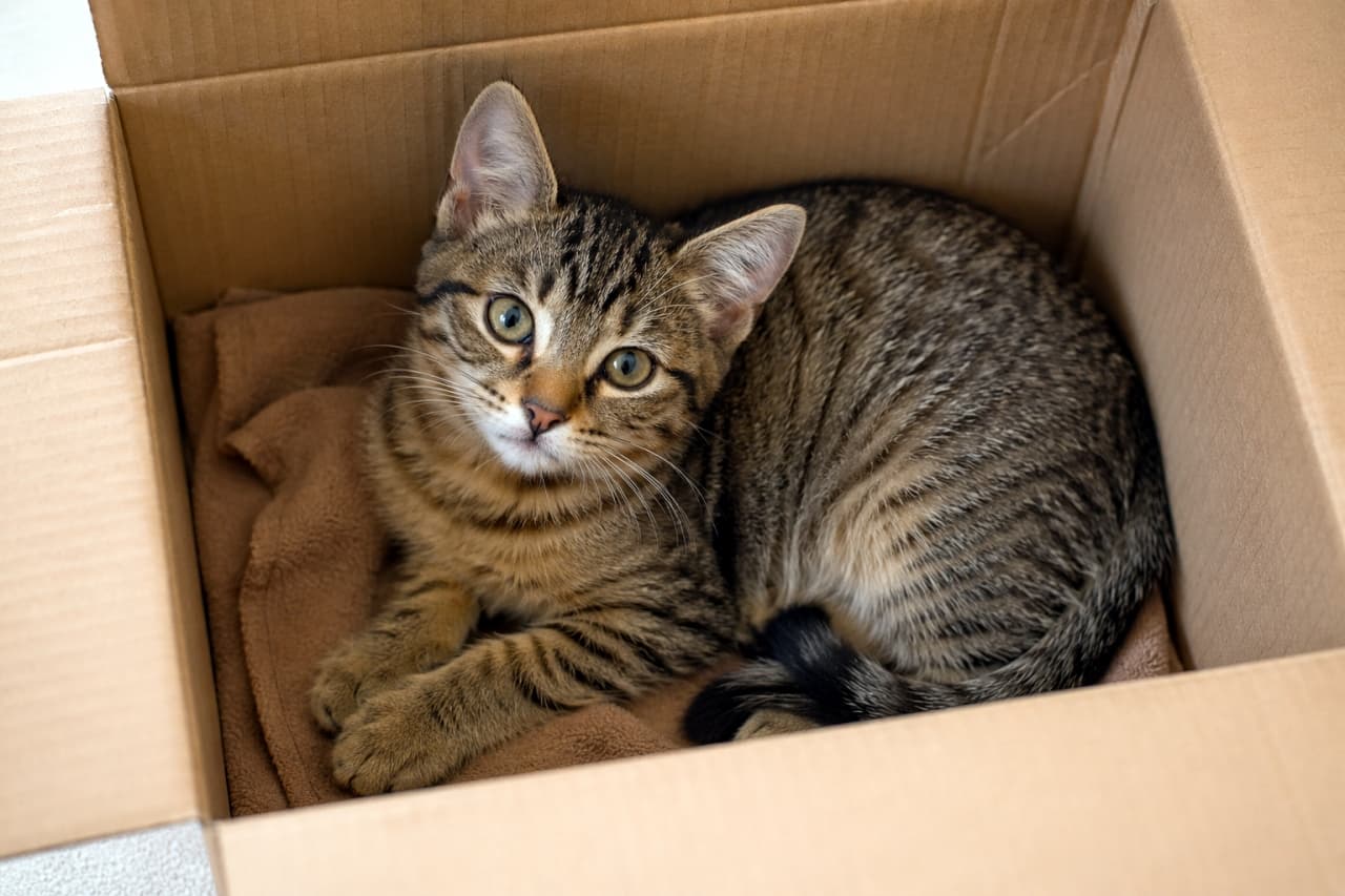 「猫ってやっぱり箱が好き！？📦✨ 満足そうなお顔がたまらないですね😻 #猫あるある #箱入り娘 #キジトラ」Ultra-realistic high-quality photograph of a cute tabby kitten sitting inside a cardboard box lined with a towel, looking directly at the camera. タオルが敷かれたダンボール箱の中にすっぽりと収まり、こちらをクリクリの目で見つめているキジトラ子猫の高画質な写真