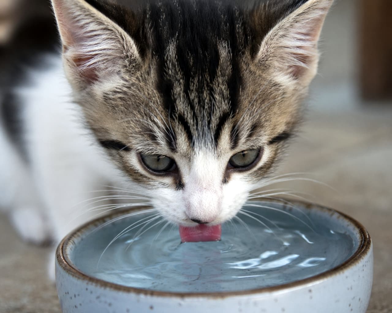 「ピンクの小さな舌がたまらない👅💧お水をペロペロ飲む姿に密着！こまめな水分補給で今日も元気いっぱいです🐱✨」A close-up shot of a small tabby kitten with a white face and nose, sticking its tiny pink tongue out to drink water from a light blue ceramic bowl. 白い顔と鼻筋が特徴的な小さなキジトラの子猫が、水色の陶器のボウルから水を飲むために、小さなピンク色の舌をペロッと出しているクローズアップ写真